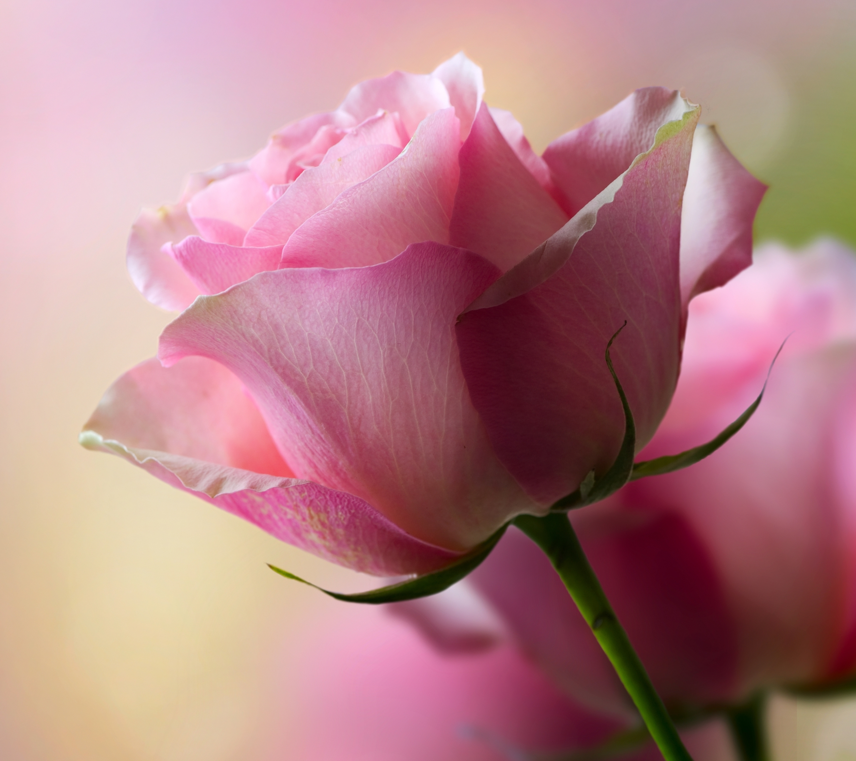 Download mobile wallpaper Flowers, Rose, Earth for free.