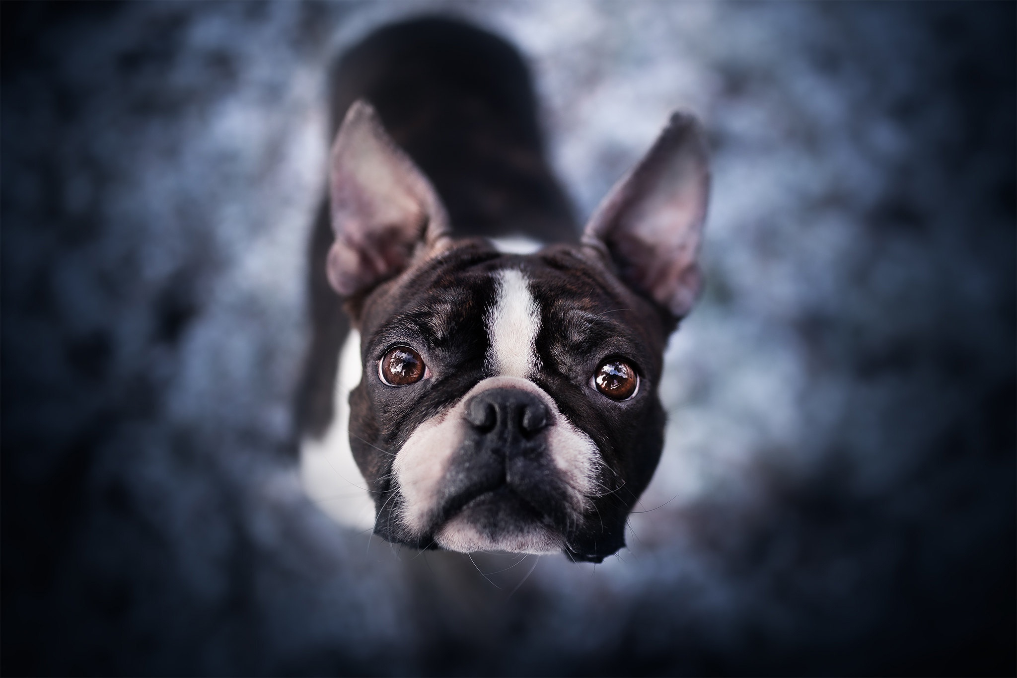 492935 baixar imagens animais, boston terrier, cão, cães - papéis de parede e protetores de tela gratuitamente