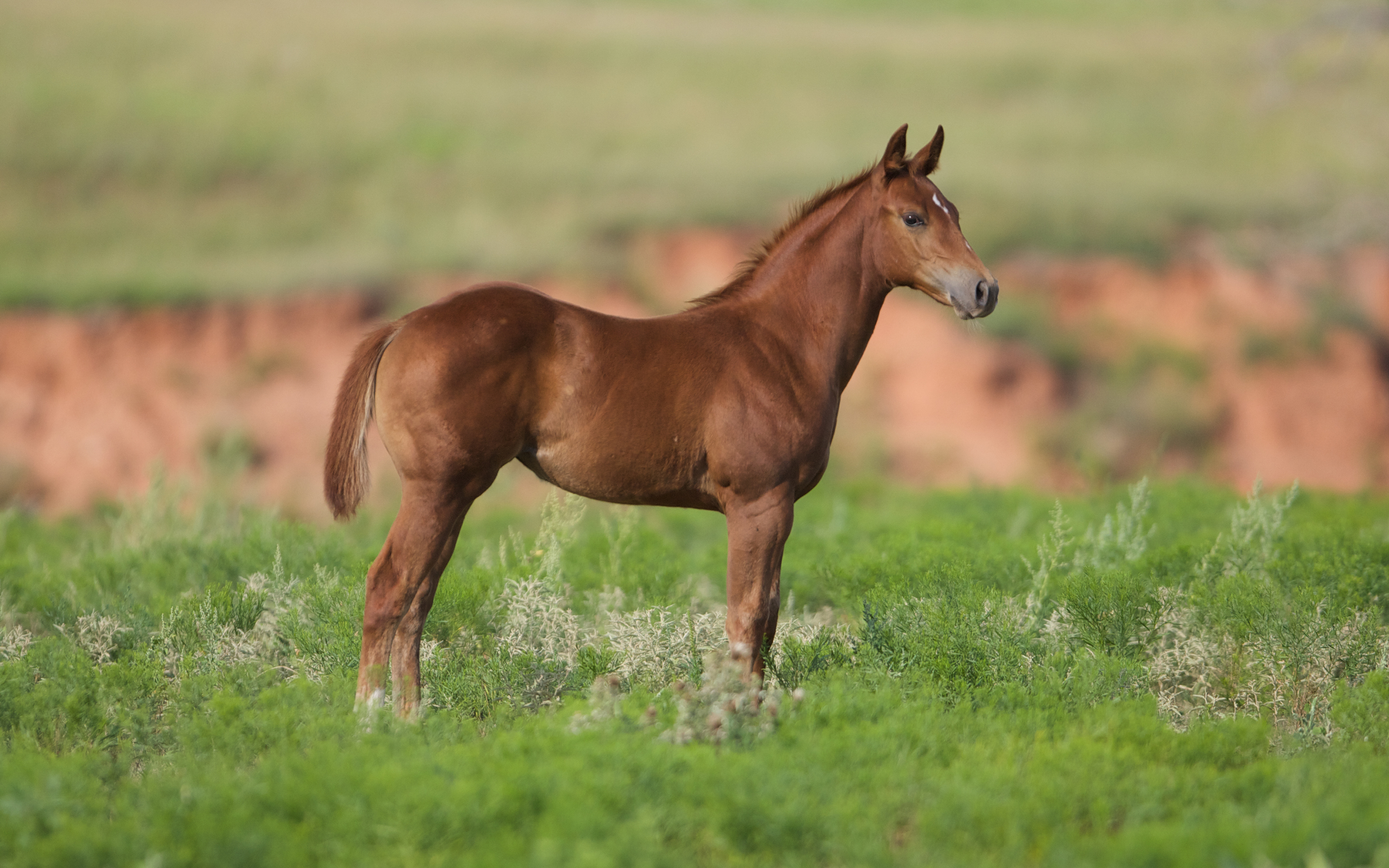 755290 descargar imagen animales, caballo, bebe animal, potro: fondos de pantalla y protectores de pantalla gratis