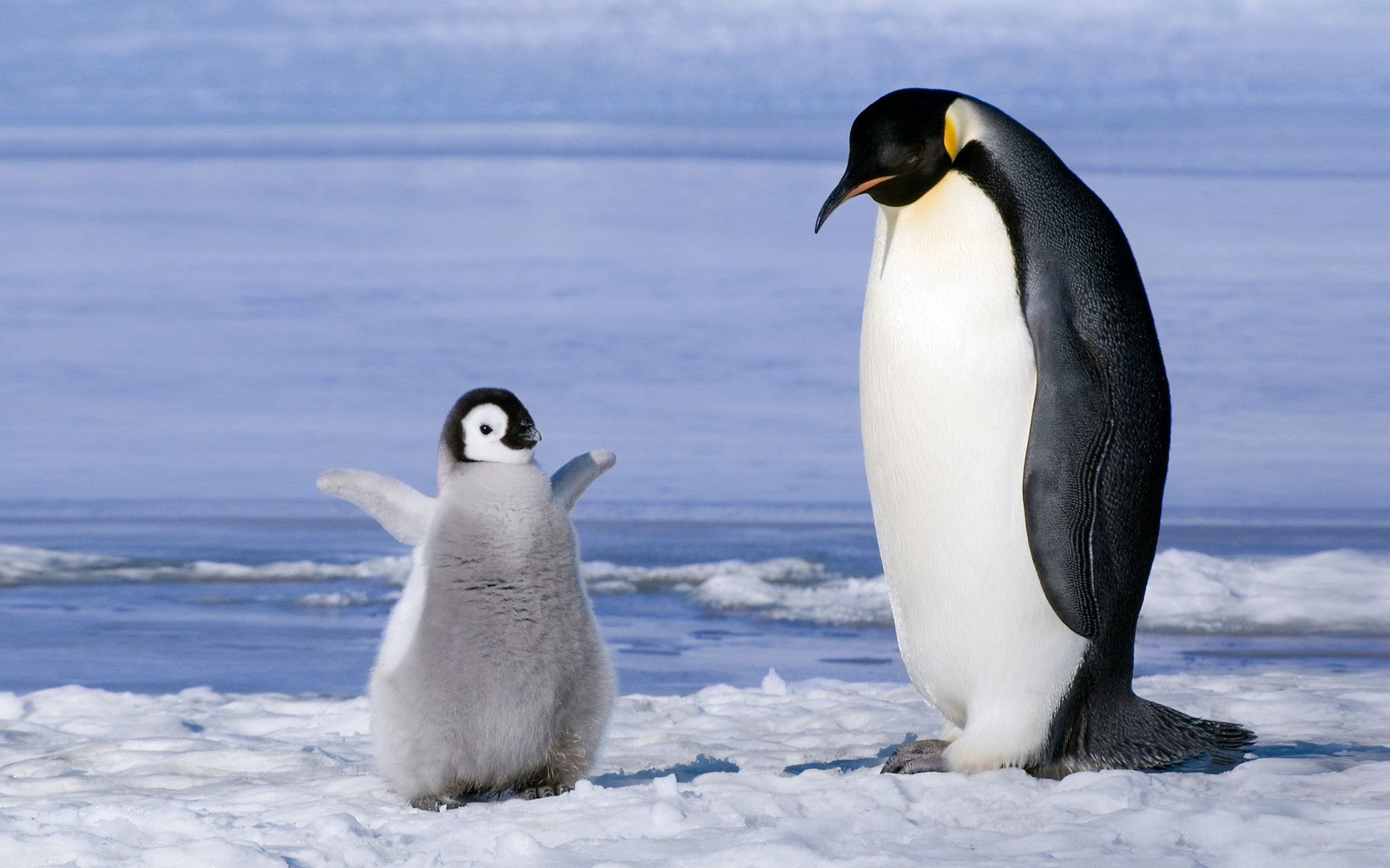 111584 descargar fondo de pantalla animales, nieve, joven, pareja, par, glaciar, joey, pingüino: protectores de pantalla e imágenes gratis