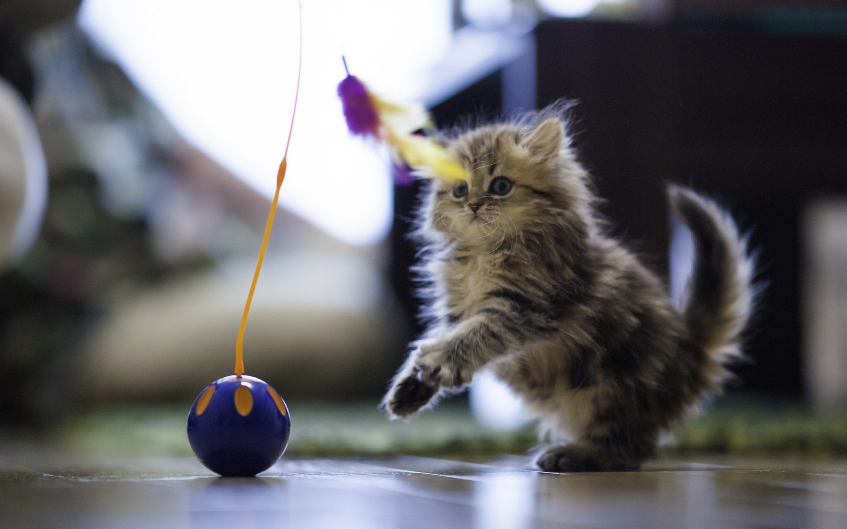 無料モバイル壁紙ネコ, 猫, 動物をダウンロードします。