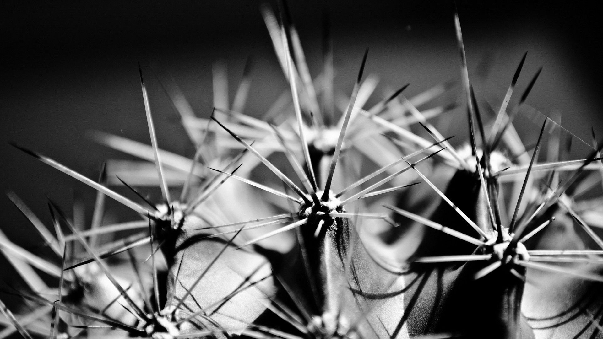 Download mobile wallpaper Thorns, Prickles, Macro, Bw, Chb, Plant, Cactus for free.