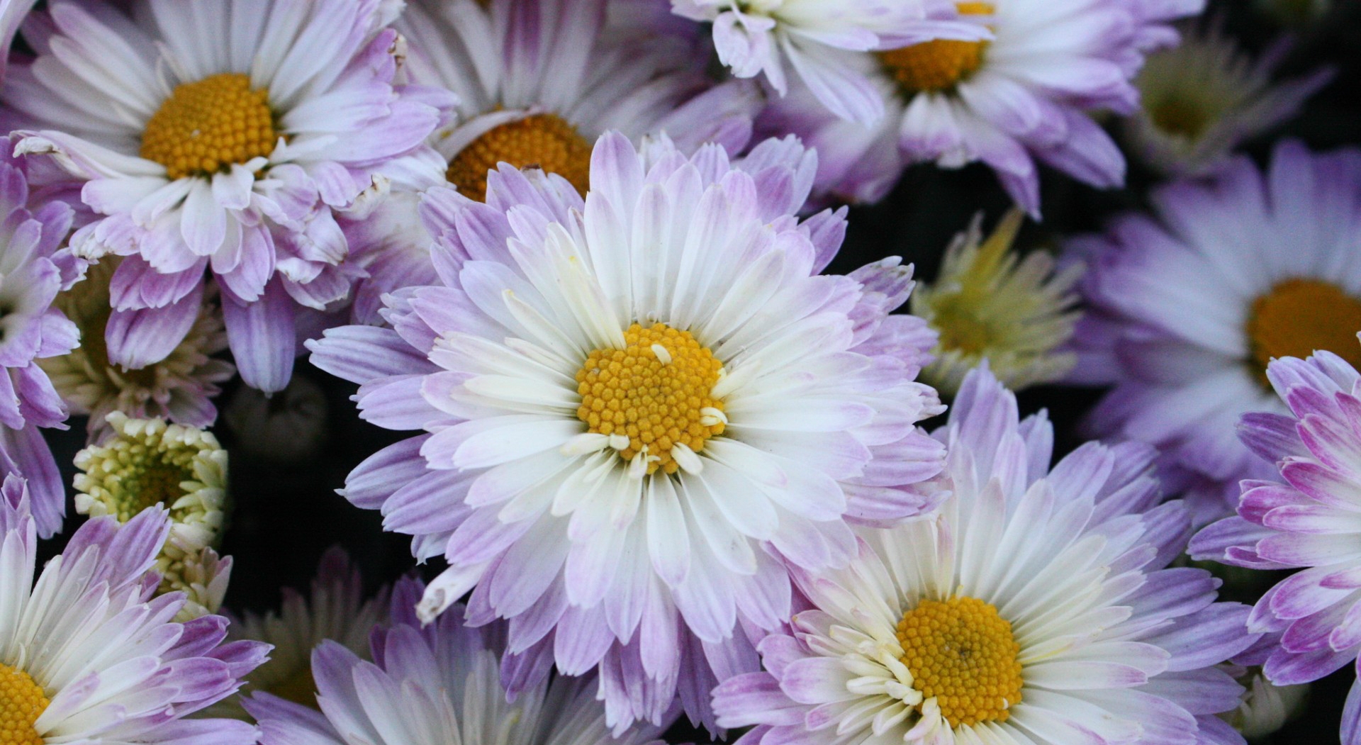 403762 descargar fondo de pantalla tierra/naturaleza, crisantemo, flor, flor blanca, flores: protectores de pantalla e imágenes gratis