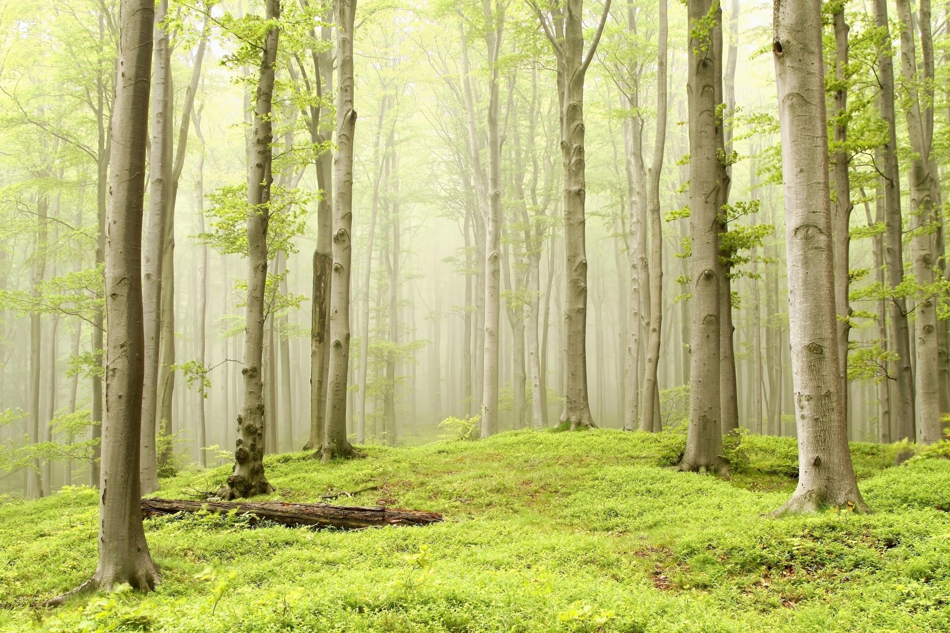 Download mobile wallpaper Nature, Grass, Forest, Tree, Fog, Earth for free.