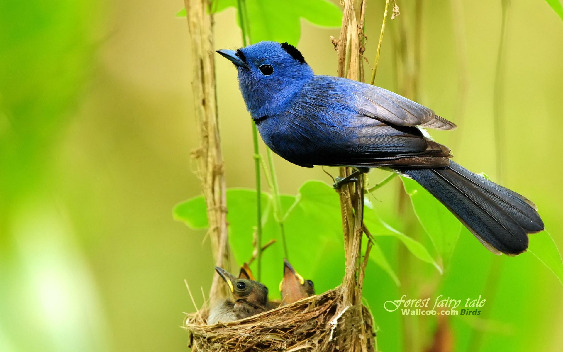 Baixe gratuitamente a imagem Animais, Aves, Pássaro na área de trabalho do seu PC