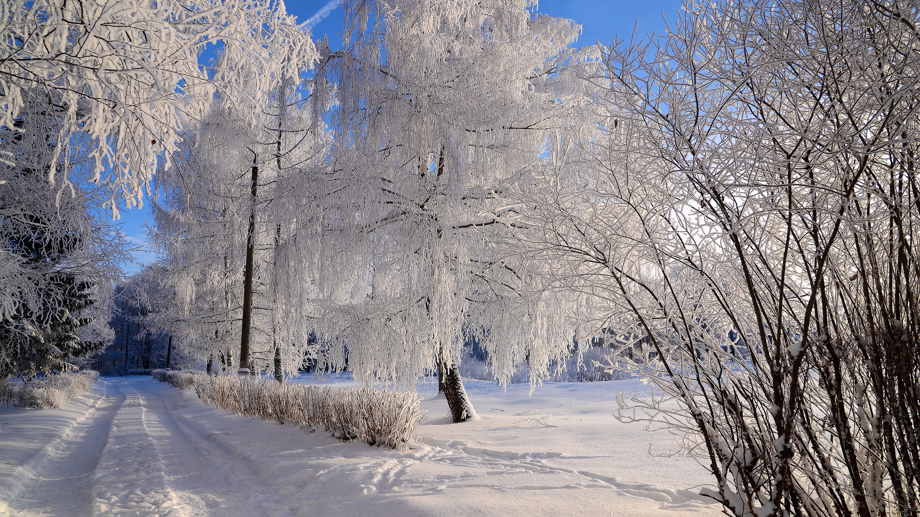 無料モバイル壁紙冬, 雪, 道, 森, 写真撮影をダウンロードします。