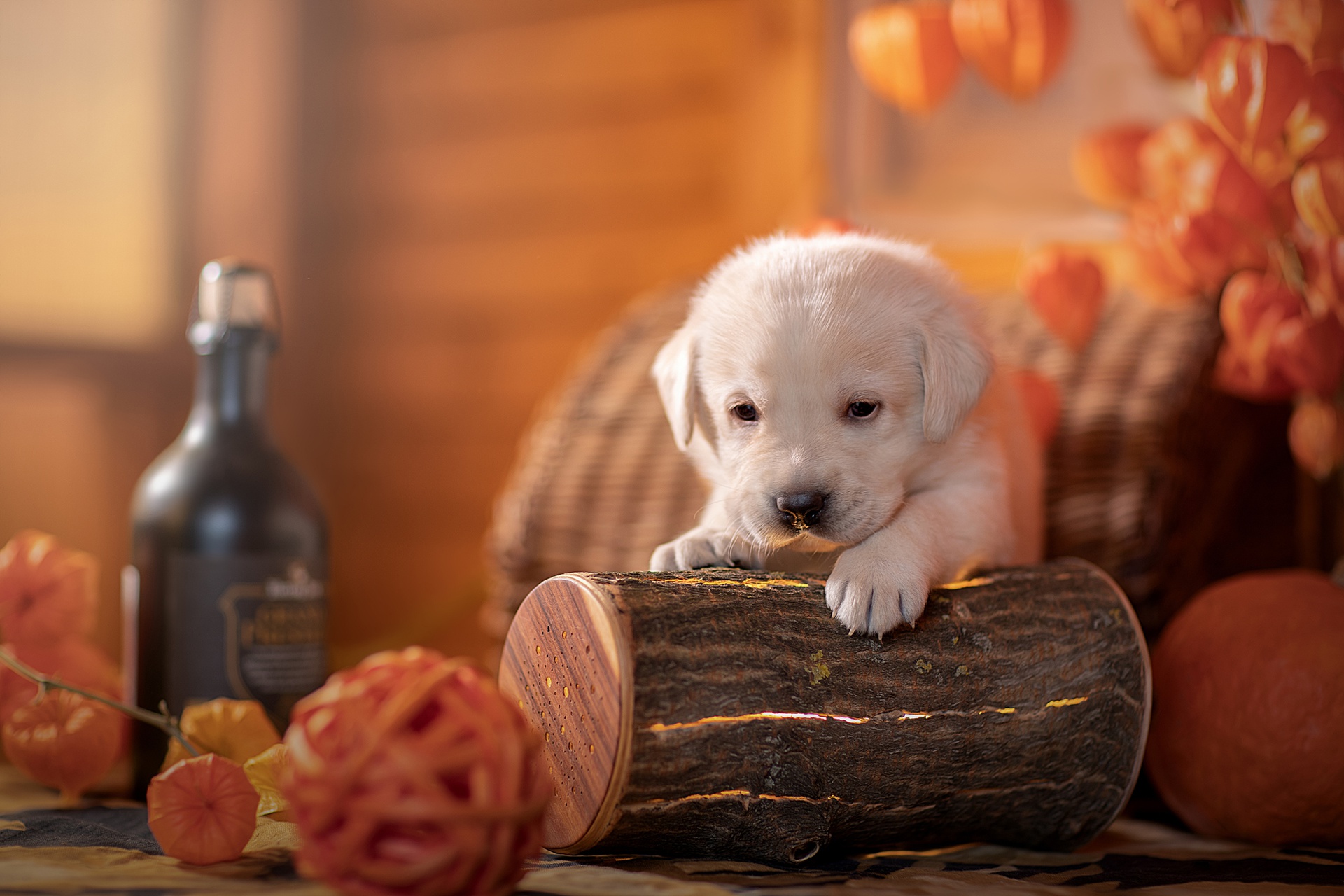 Téléchargez des papiers peints mobile Animaux, Chiens, Chien, Chiot, Bébé Animal gratuitement.