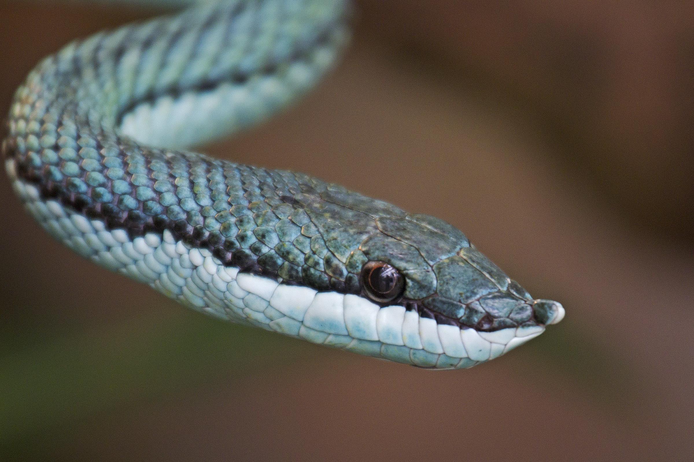 Descarga gratuita de fondo de pantalla para móvil de Animales, Serpiente, Reptiles.