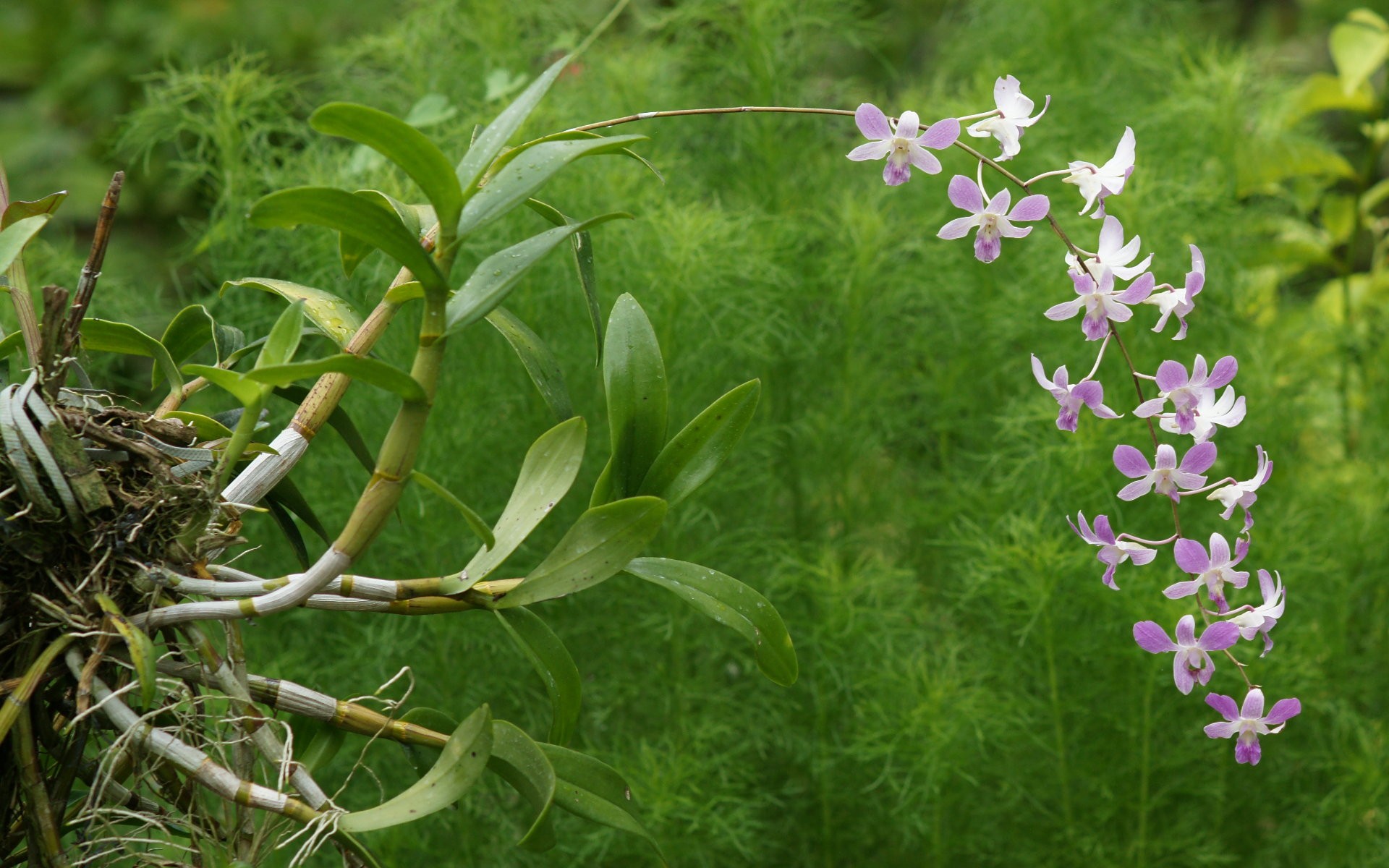 Descarga gratuita de fondo de pantalla para móvil de Orquídea, Flores, Tierra/naturaleza.