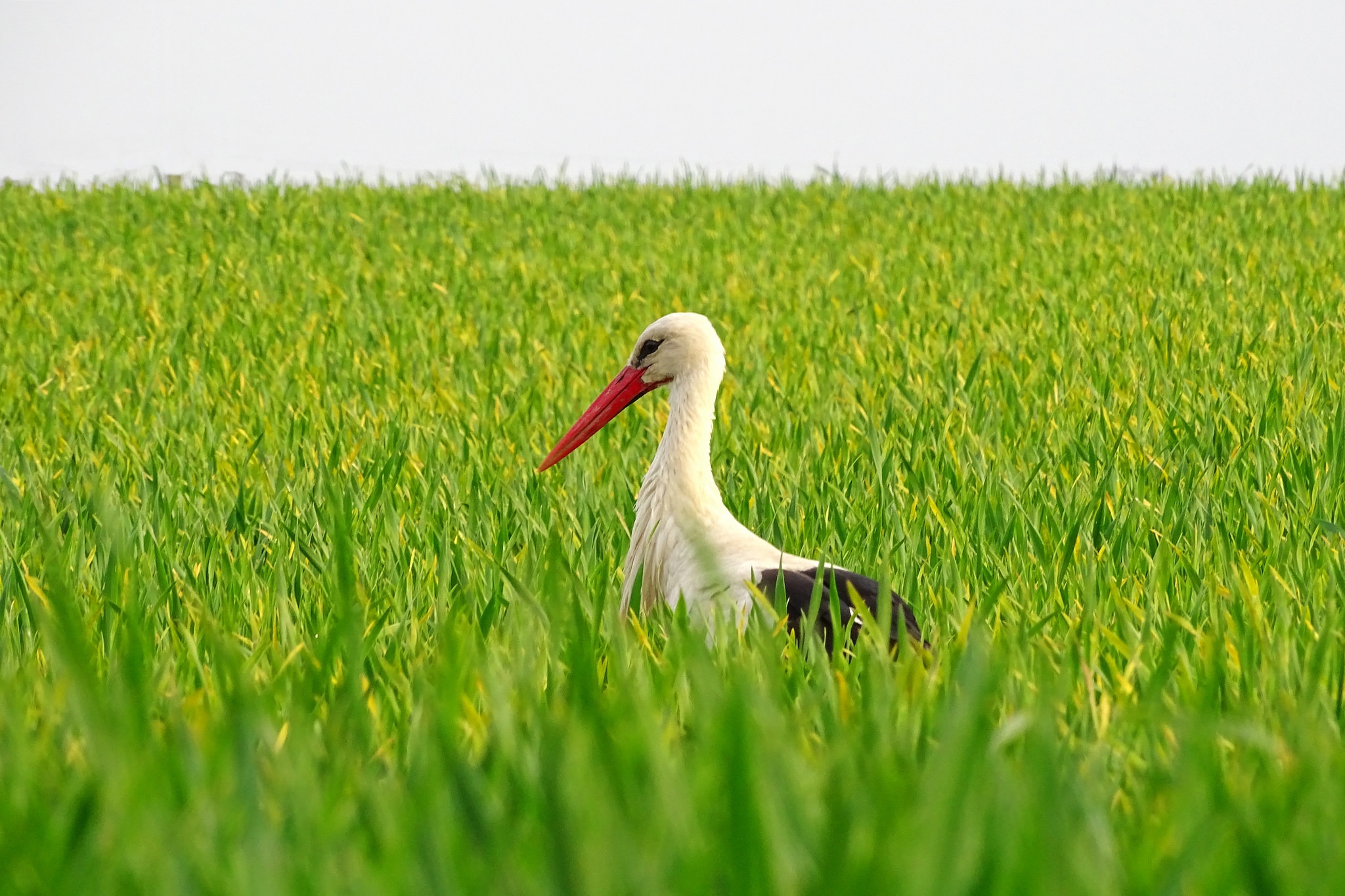 Download mobile wallpaper Birds, Bird, Animal, Stork, White Stork for free.