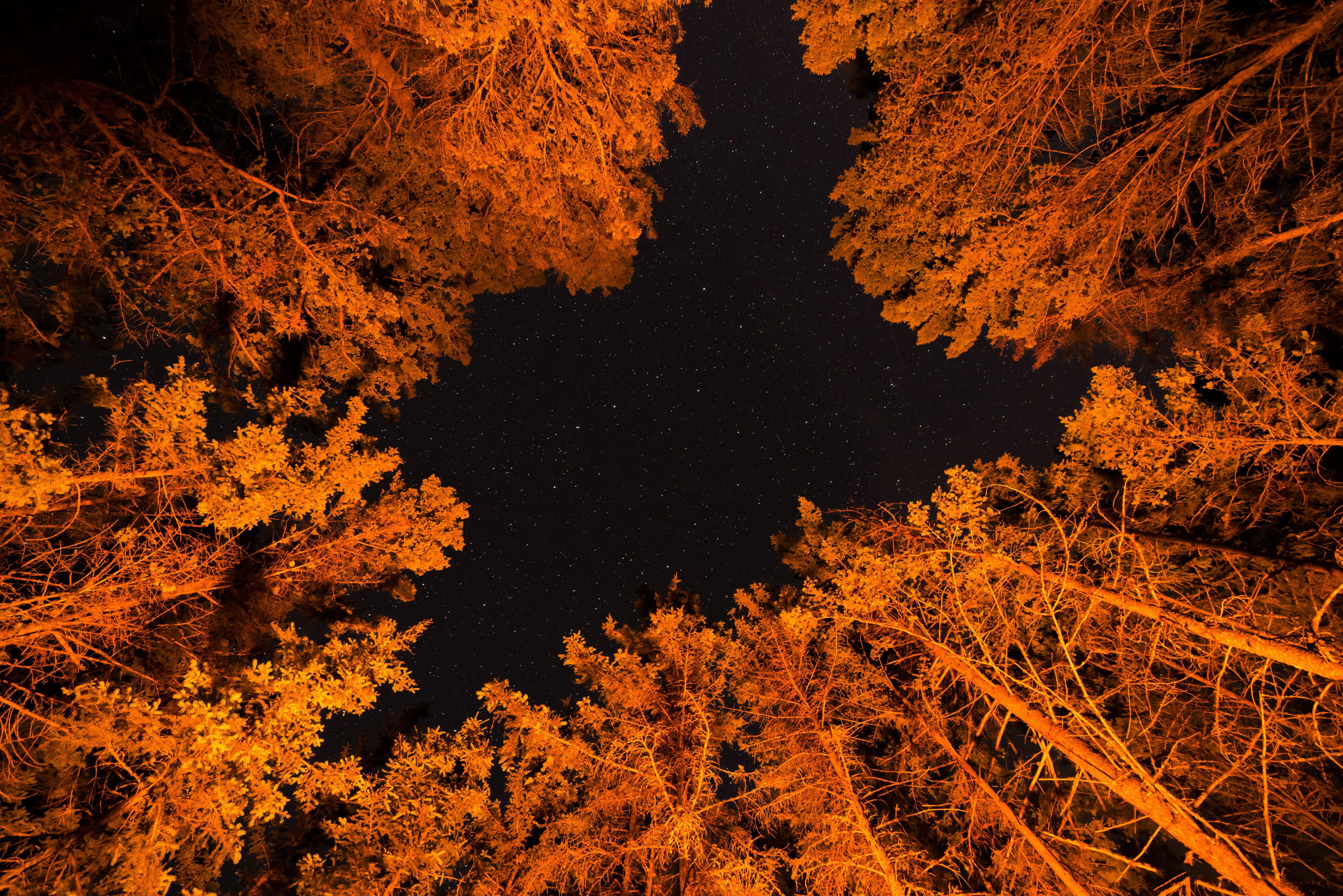 416245 скачать картинку осень, земля/природа, дерево, навес, лес, ночь, оранжевый цвет), звезды, деревья - обои и заставки бесплатно