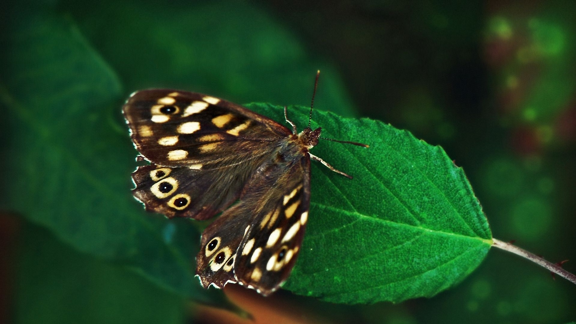 Download mobile wallpaper Butterfly, Animal for free.