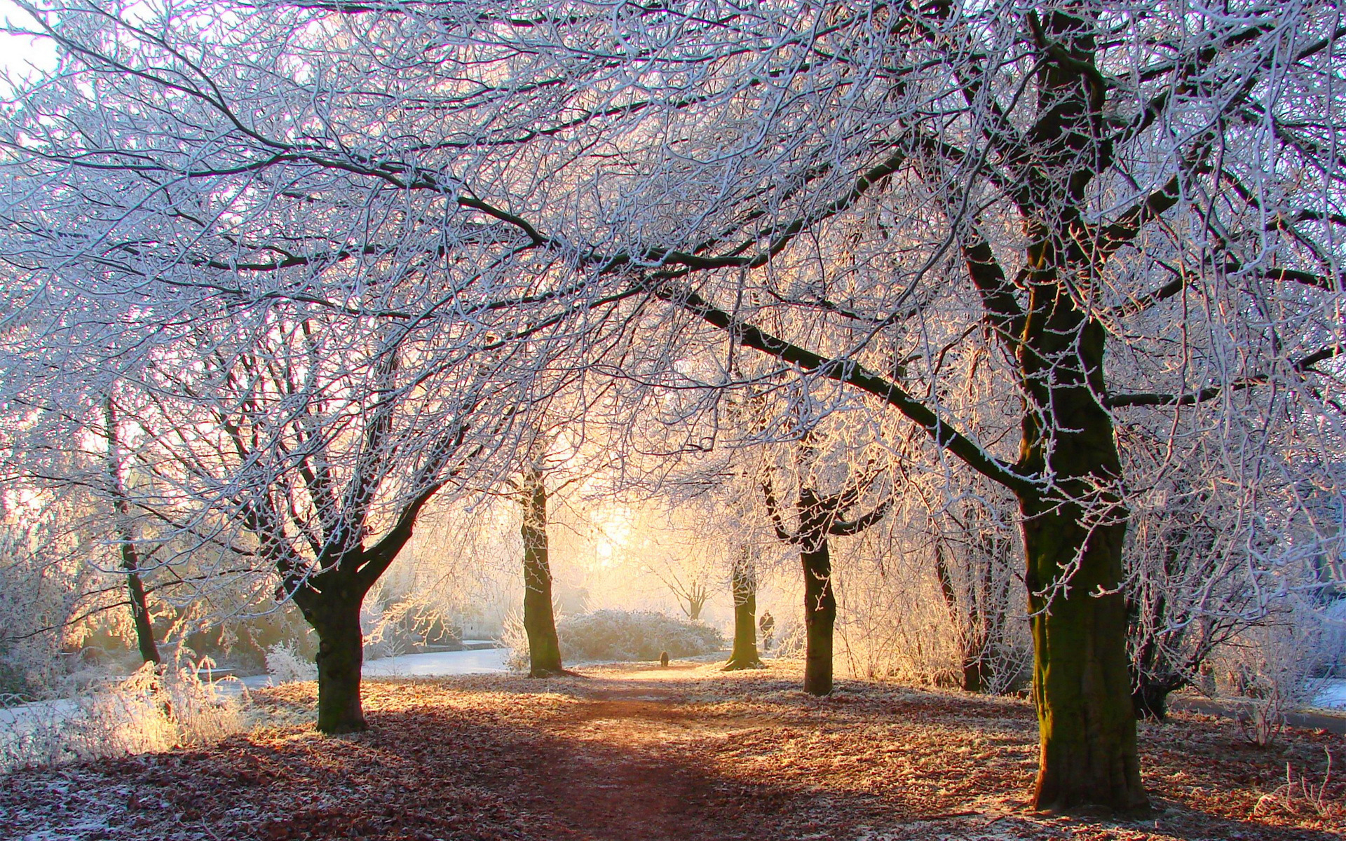 Laden Sie das Winter, Erde/natur-Bild kostenlos auf Ihren PC-Desktop herunter