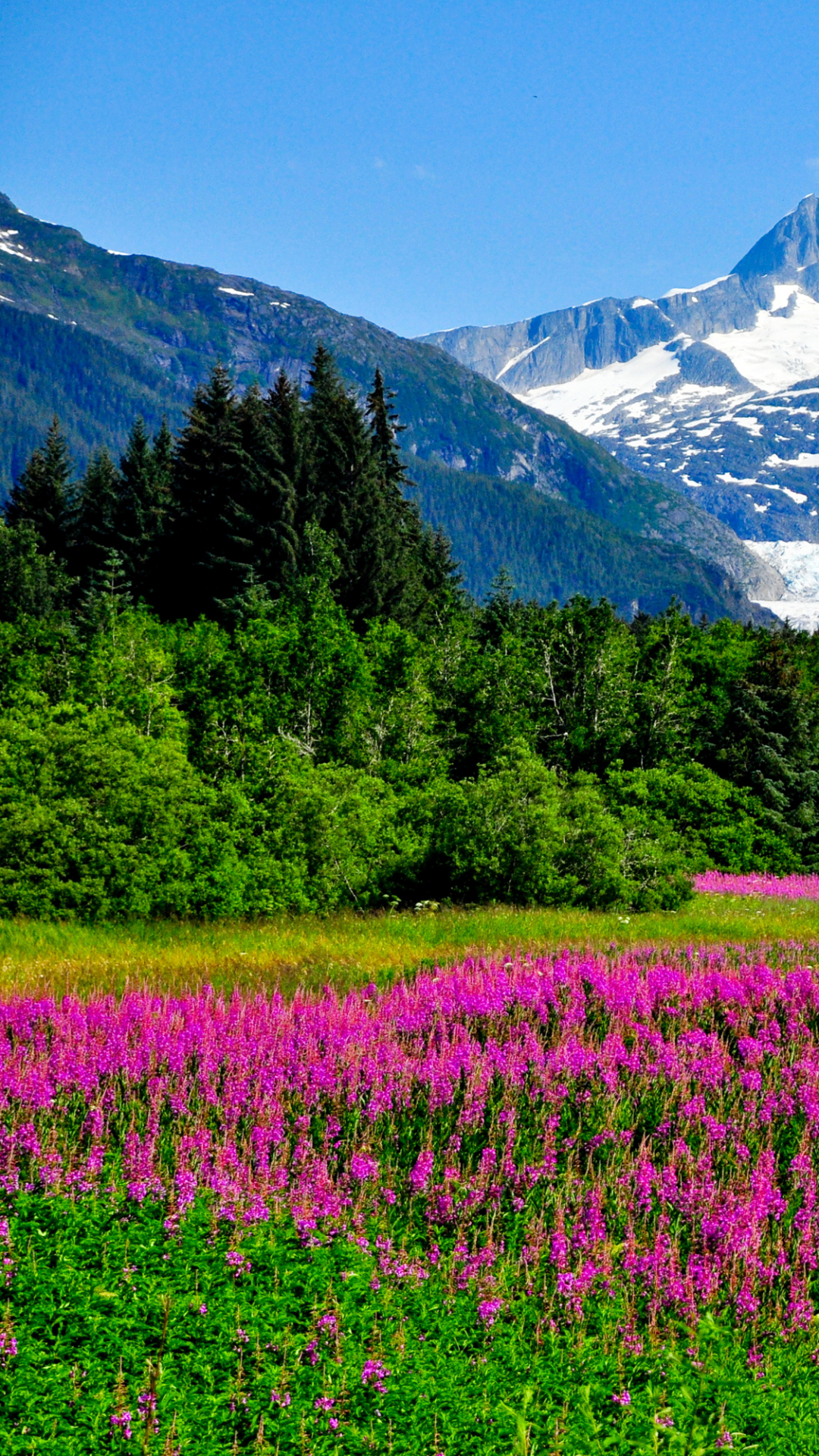 Скачать картинку Пейзаж, Природа, Горы, Гора, Цветок, Луг, Луга, Ландшафт, Фиолетовый Цветок, Земля/природа в телефон бесплатно.