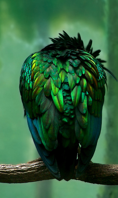 1127059 descargar fondo de pantalla animales, paloma de nicobar, pájaro, ave, aves: protectores de pantalla e imágenes gratis
