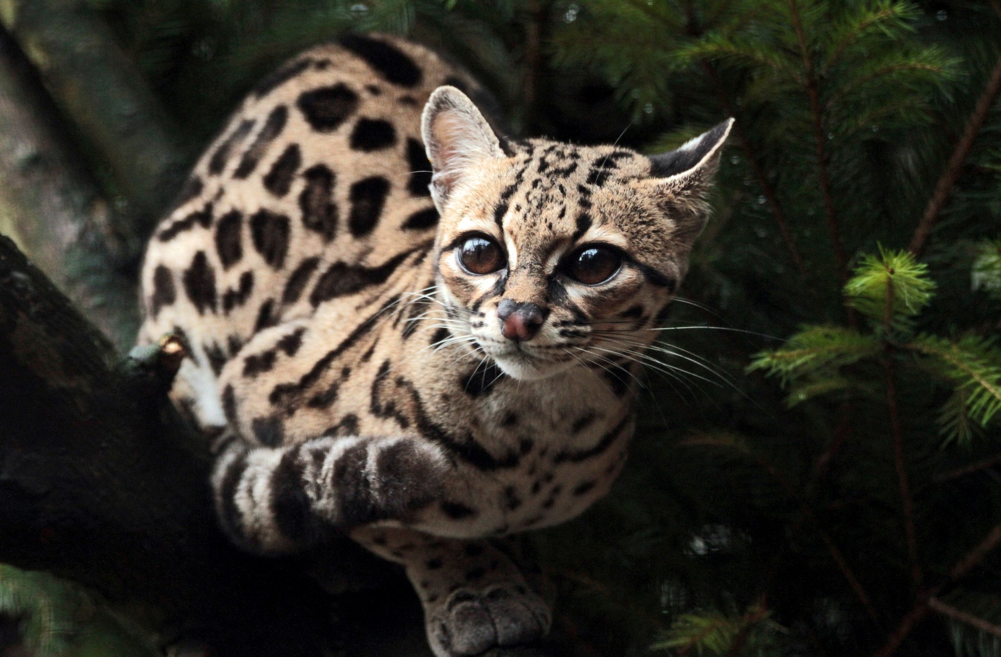 341079 baixar imagens animais, jaguatirica, gato, gatos - papéis de parede e protetores de tela gratuitamente