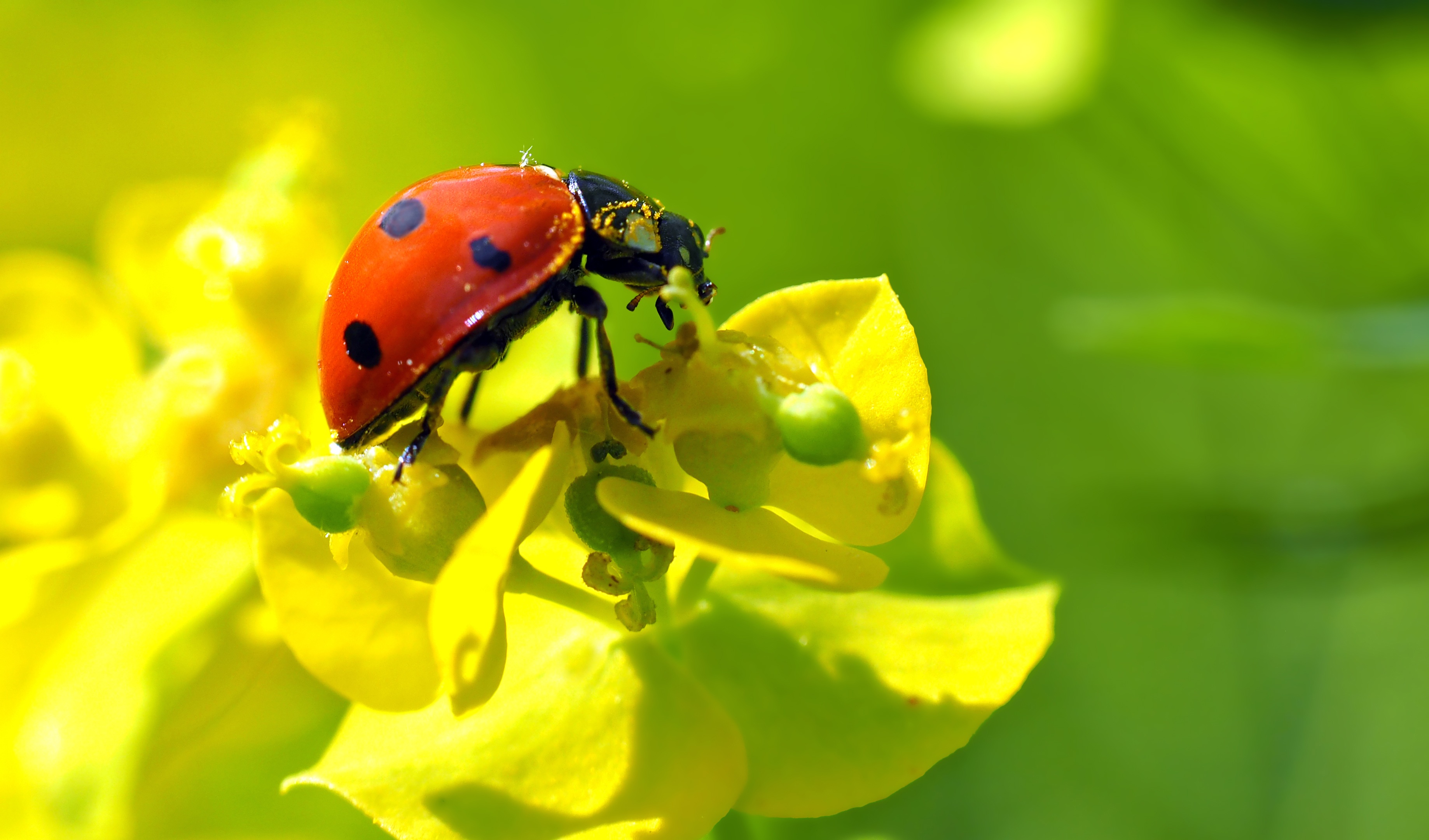 Laden Sie das Blume, Insekt, Ladybird, Makro, Marienkäfer-Bild kostenlos auf Ihren PC-Desktop herunter