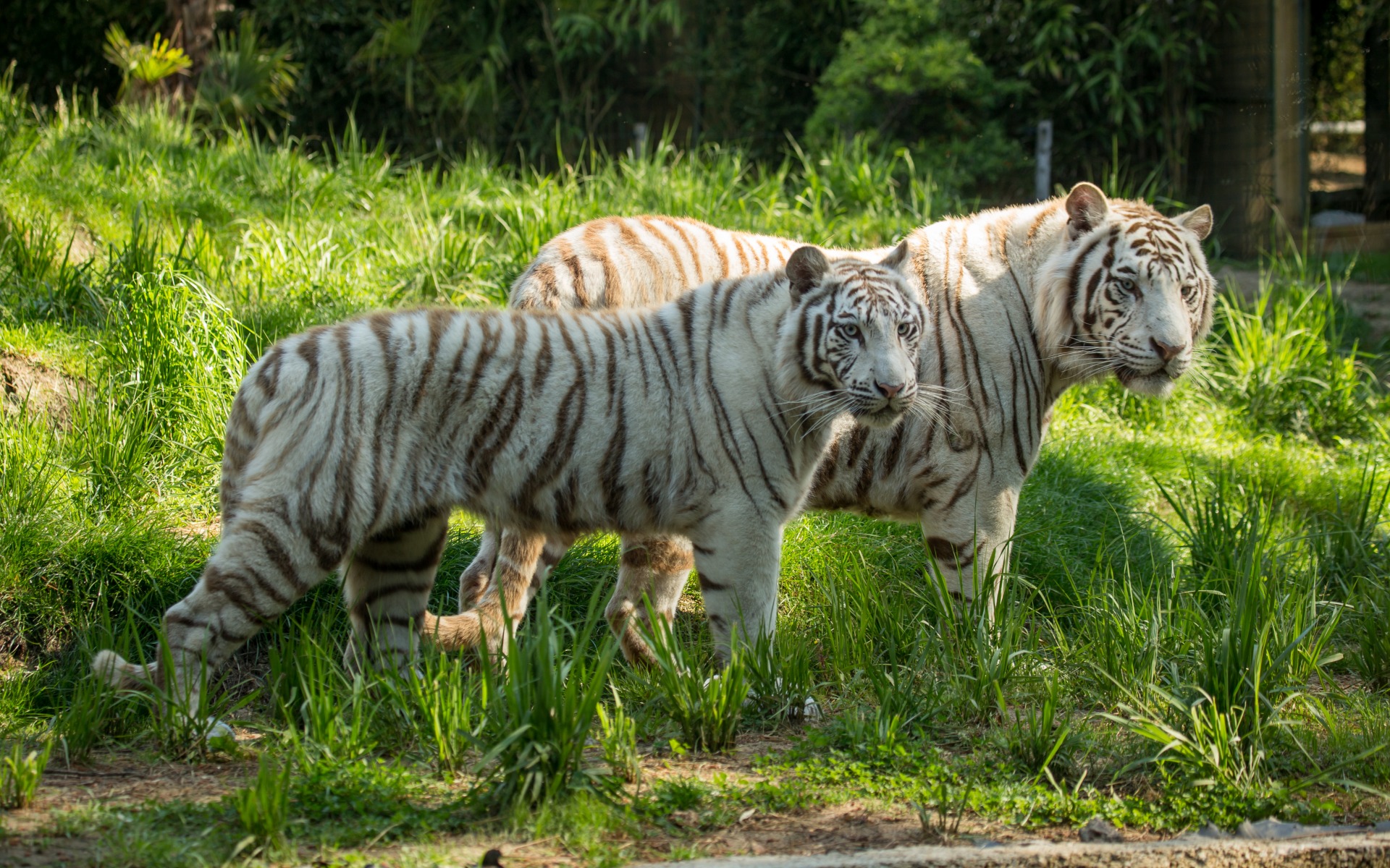 Download mobile wallpaper Cats, Grass, Tiger, Animal, White Tiger, Sunny for free.