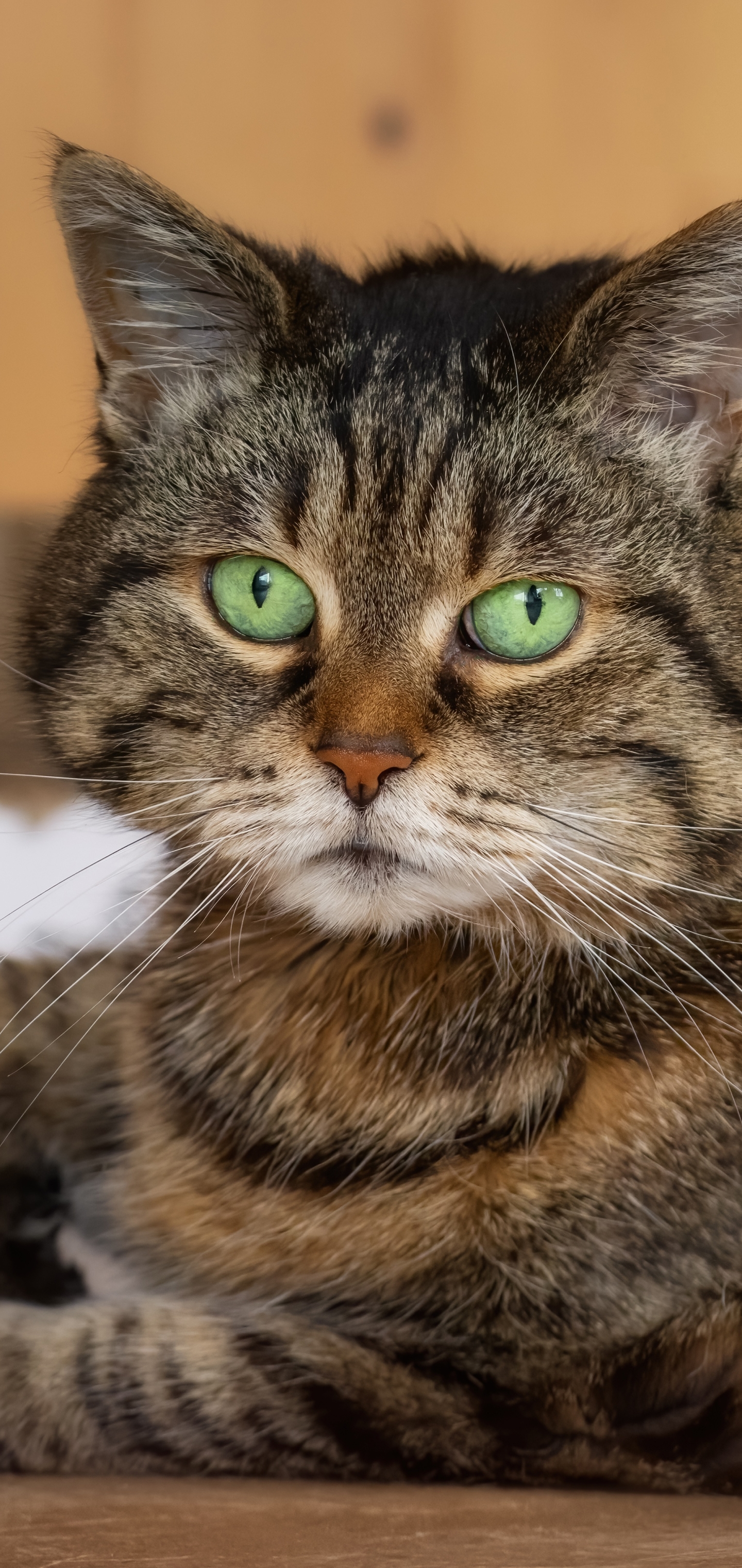 Téléchargez gratuitement l'image Animaux, Chats, Chat sur le bureau de votre PC