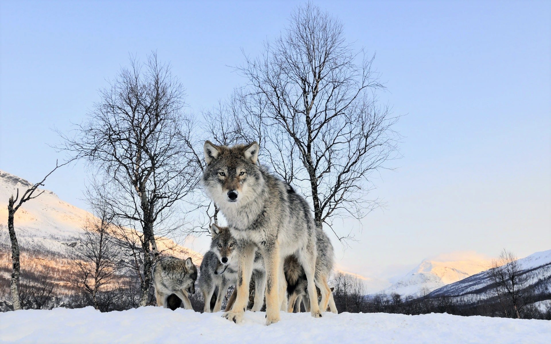 Descarga gratis la imagen Animales, Invierno, Nieve, Árbol, Lobo en el escritorio de tu PC