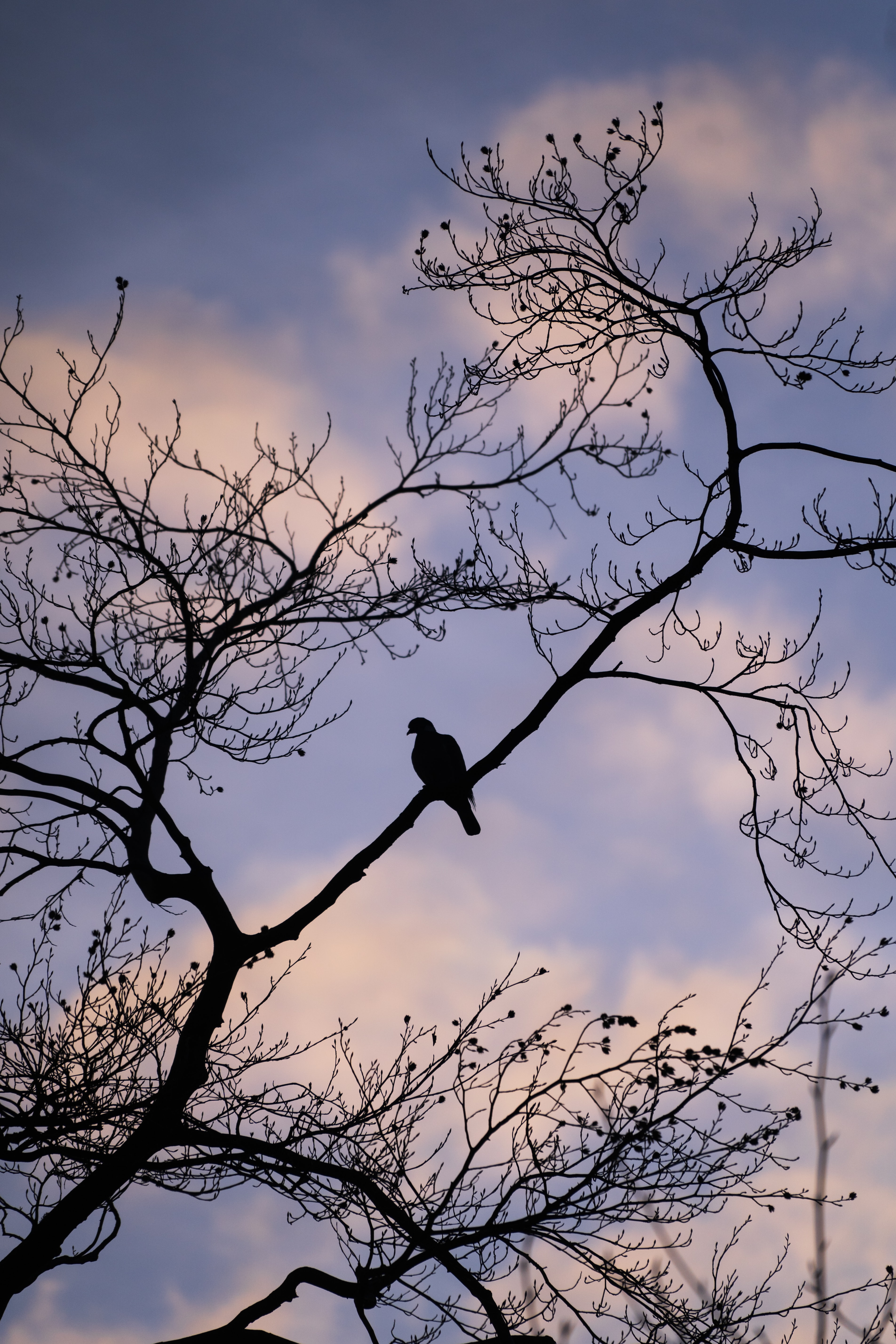 Download mobile wallpaper Branch, Animals, Sky, Bird, Dove for free.