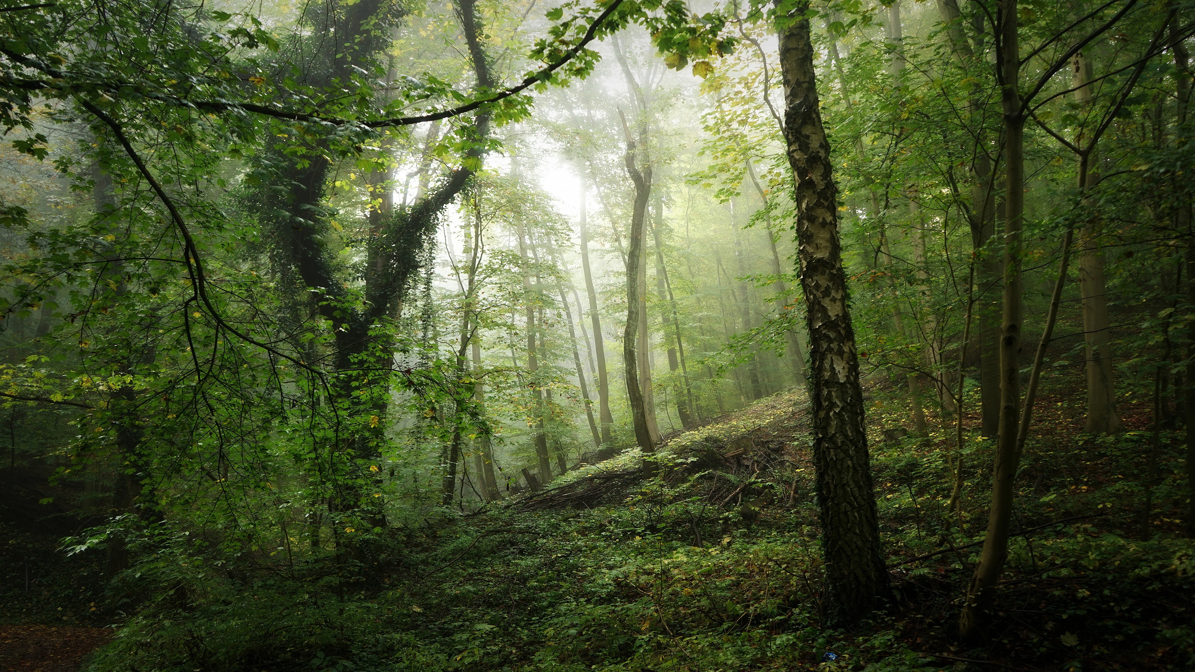1002440 скачать картинку зелень, земля/природа, лес, туман, мох, ствол, растительность - обои и заставки бесплатно