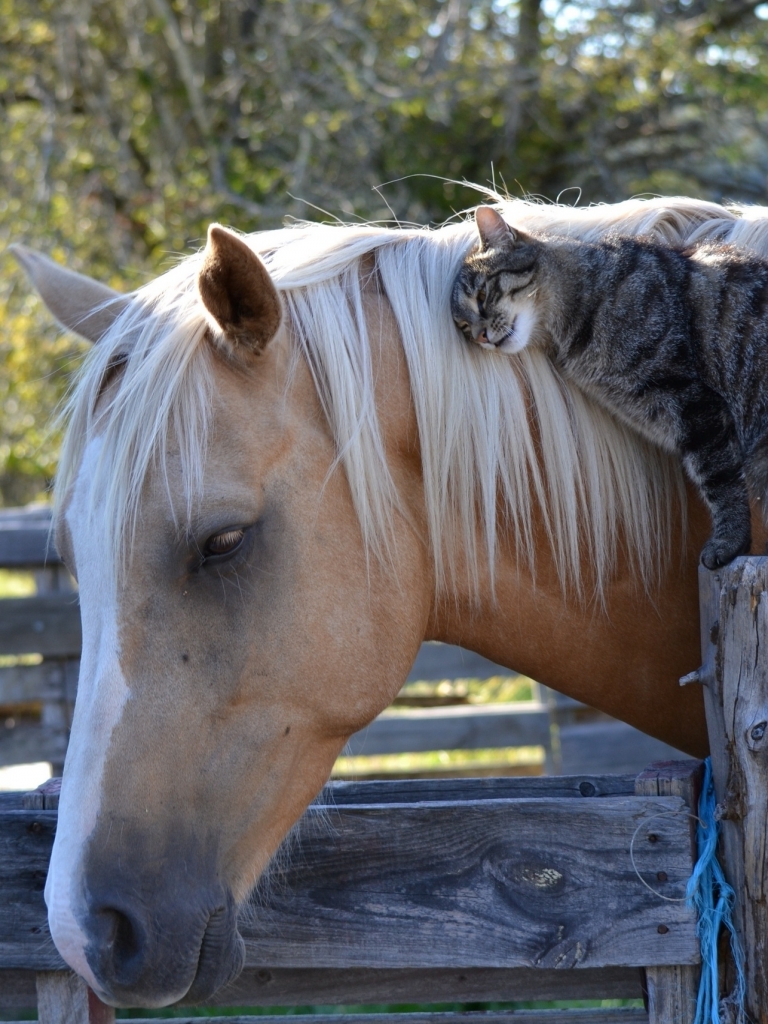 Download mobile wallpaper Cat, Animal, Horse, Pets for free.