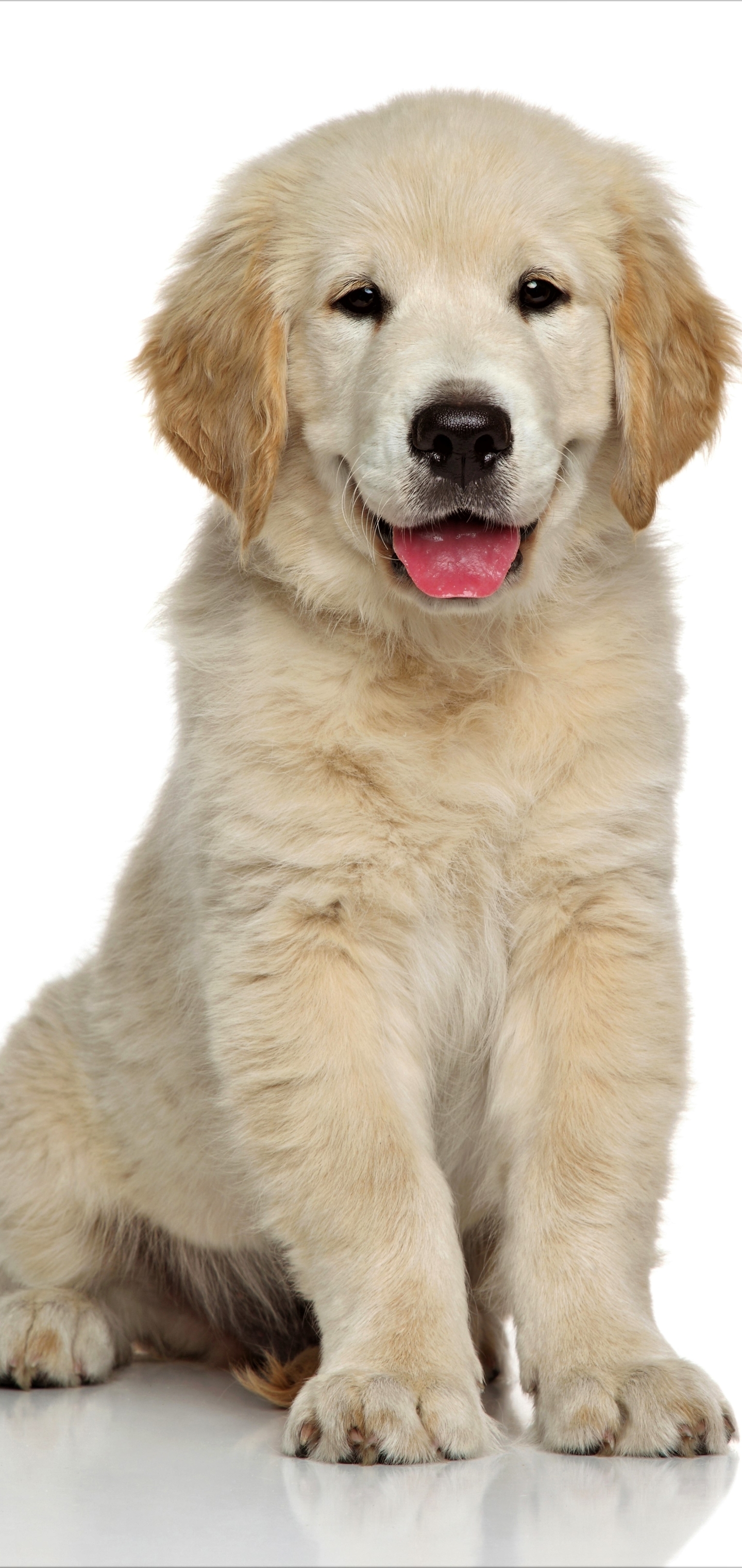 Baixar papel de parede para celular de Animais, Cães, Cão, Cachorro, Golden Retriever, Bonitinho, Fofo, Animal Bebê, Filhote gratuito.