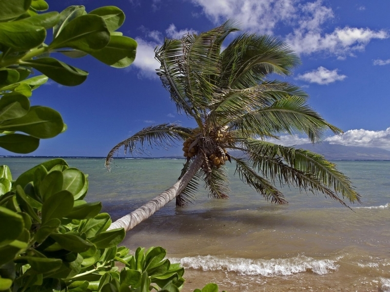 Handy-Wallpaper Landschaft, Sea, Palms, Strand kostenlos herunterladen.