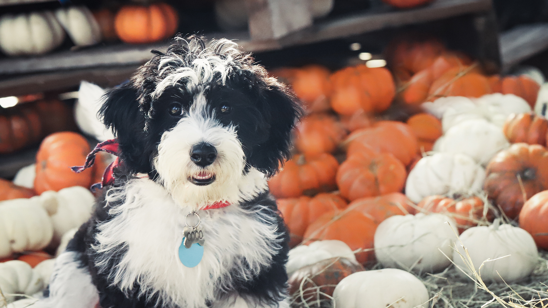 Baixar papel de parede para celular de Cães, Cão, Animais gratuito.