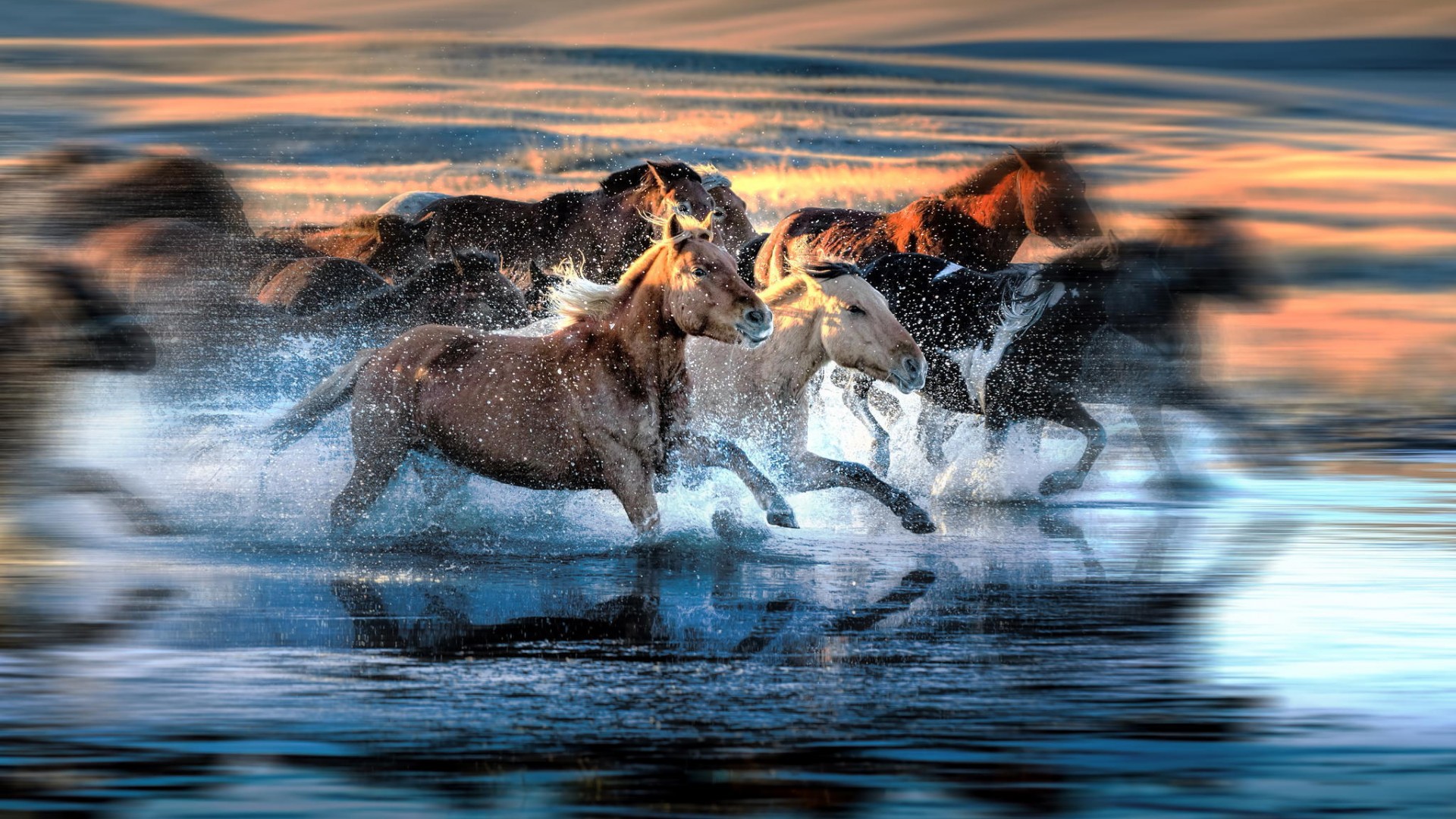 Free download wallpaper Animal, Horse on your PC desktop