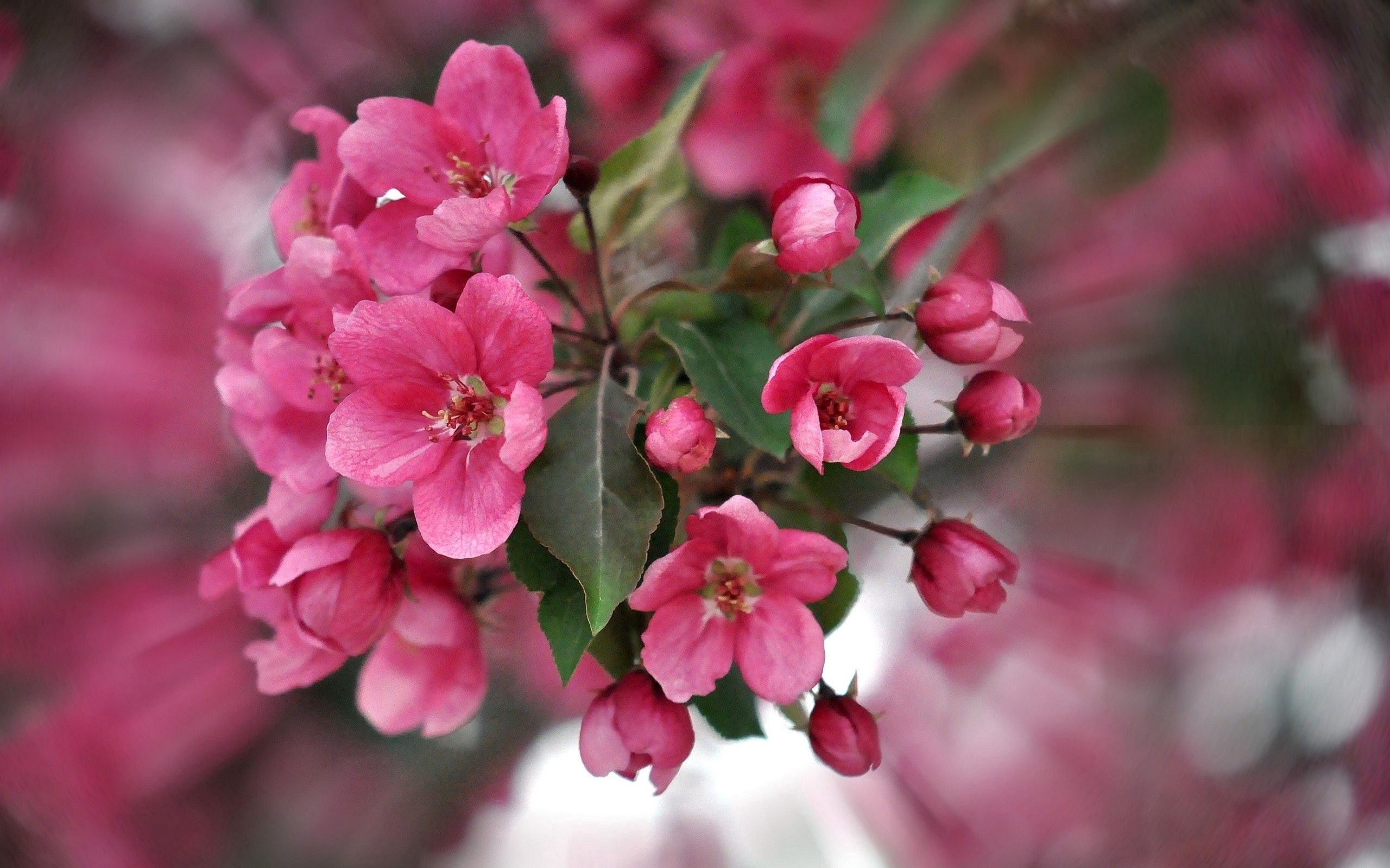 Laden Sie das Farbe, Blumen, Blütenblätter, Rosa, Pflanze-Bild kostenlos auf Ihren PC-Desktop herunter