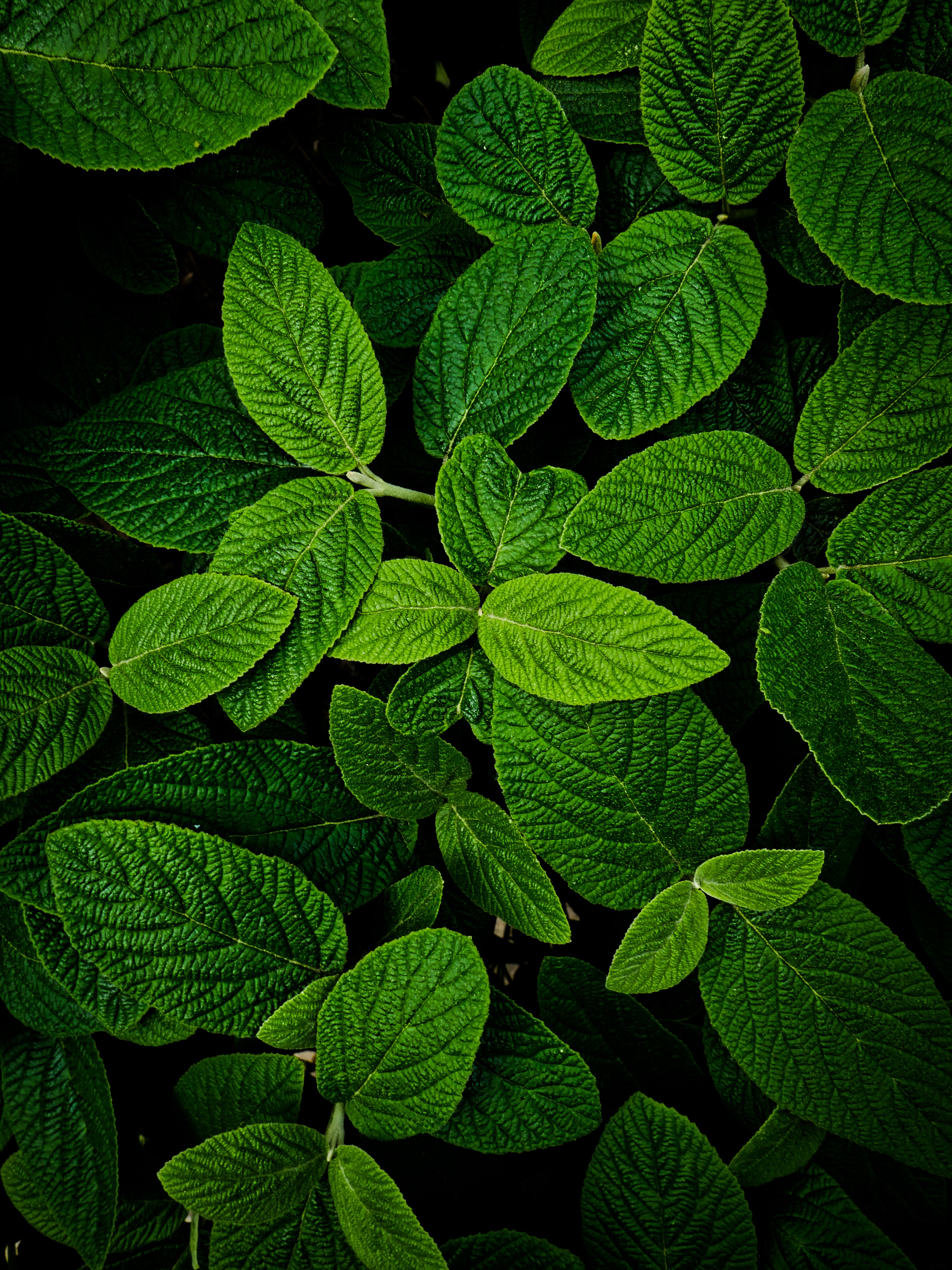 Popular Green Image for Phone