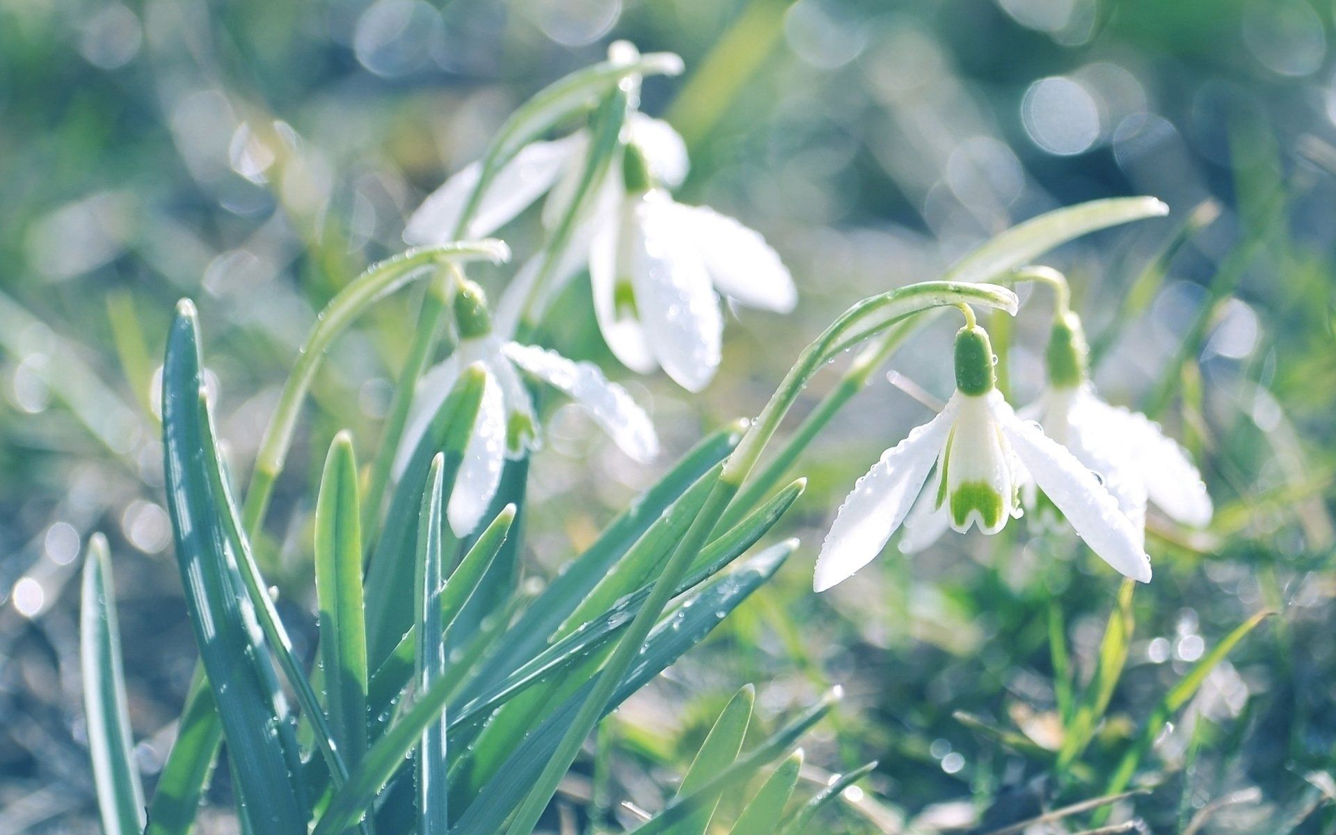 87536 descargar fondo de pantalla flores, hojas, snowdrops, drops, destello, deslumbramiento, primavera: protectores de pantalla e imágenes gratis