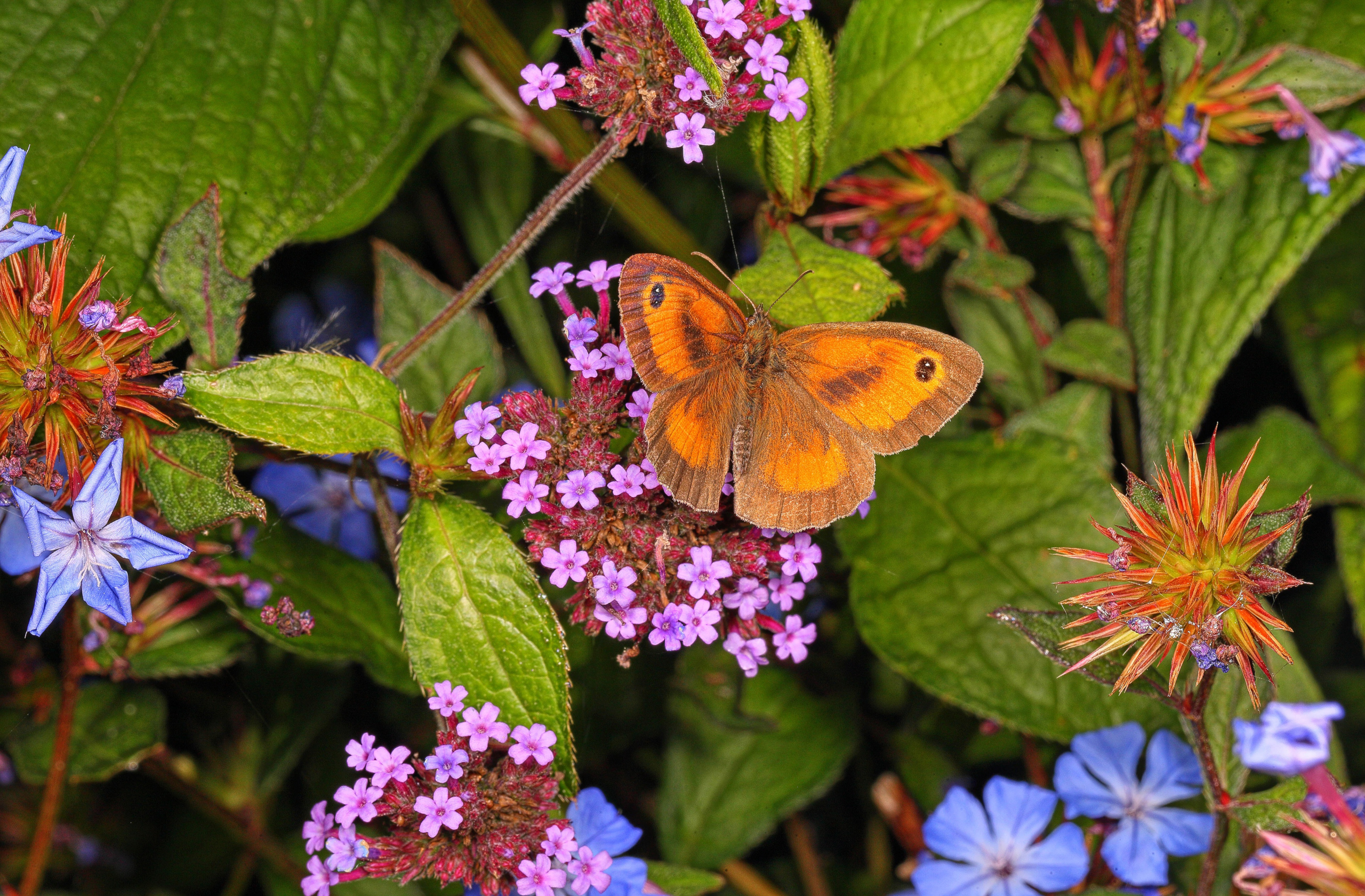 Free download wallpaper Flower, Macro, Butterfly, Animal on your PC desktop