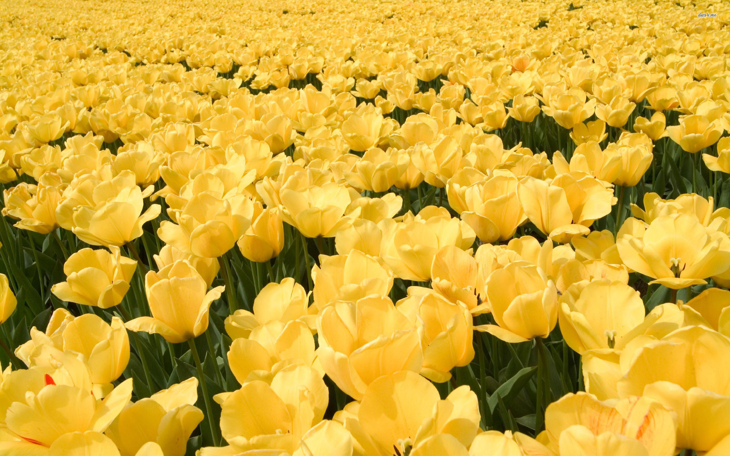 Download mobile wallpaper Tulip, Flowers, Field, Nature, Flower, Earth for free.
