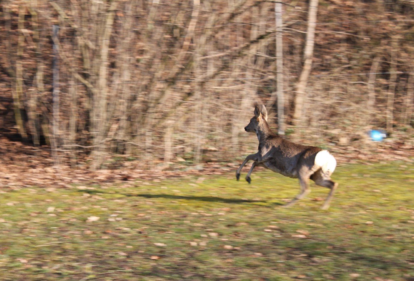 Laden Sie das Tiere, Hirsch-Bild kostenlos auf Ihren PC-Desktop herunter