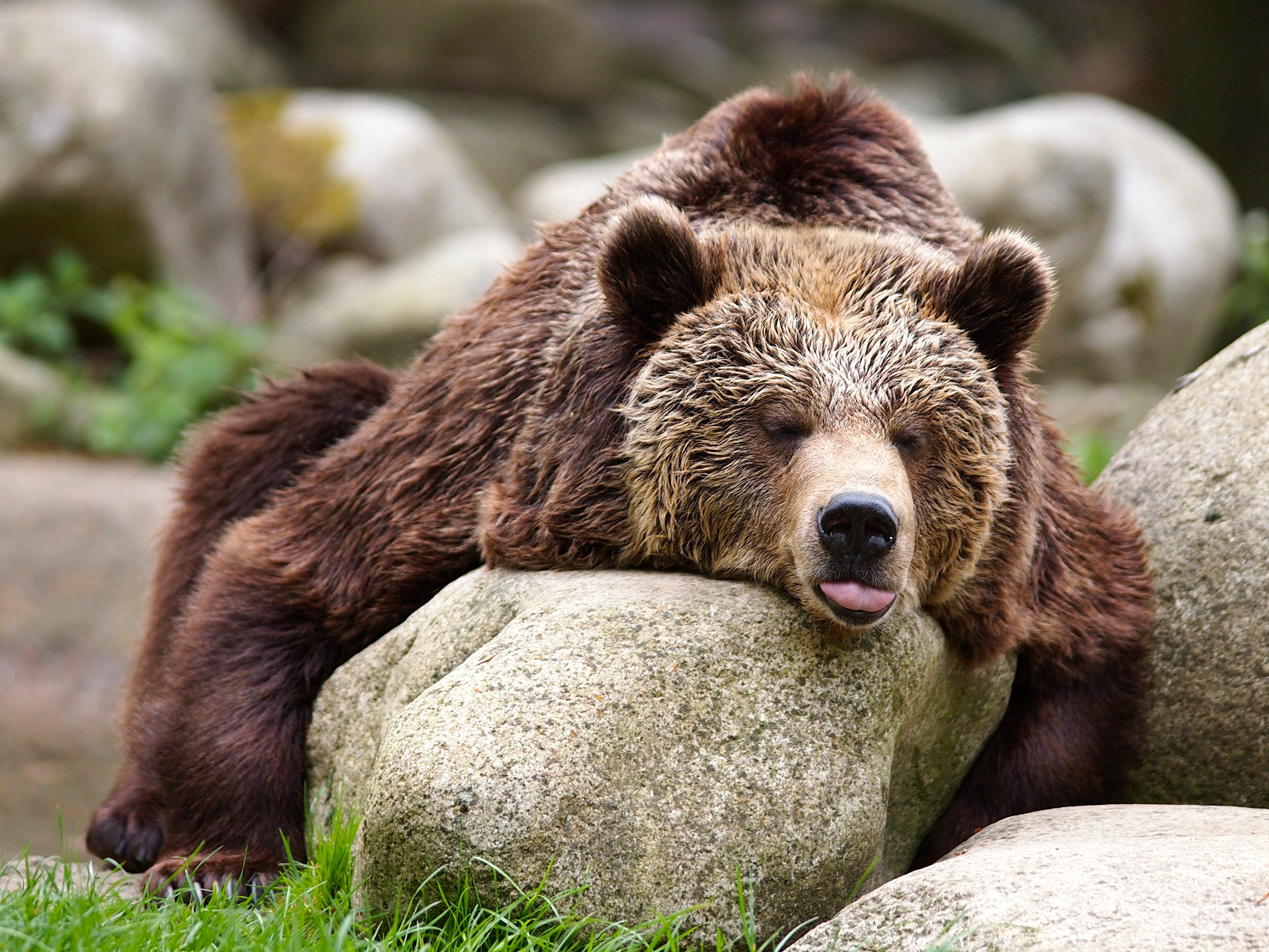 Download mobile wallpaper Bears, Bear, Animal, Resting for free.