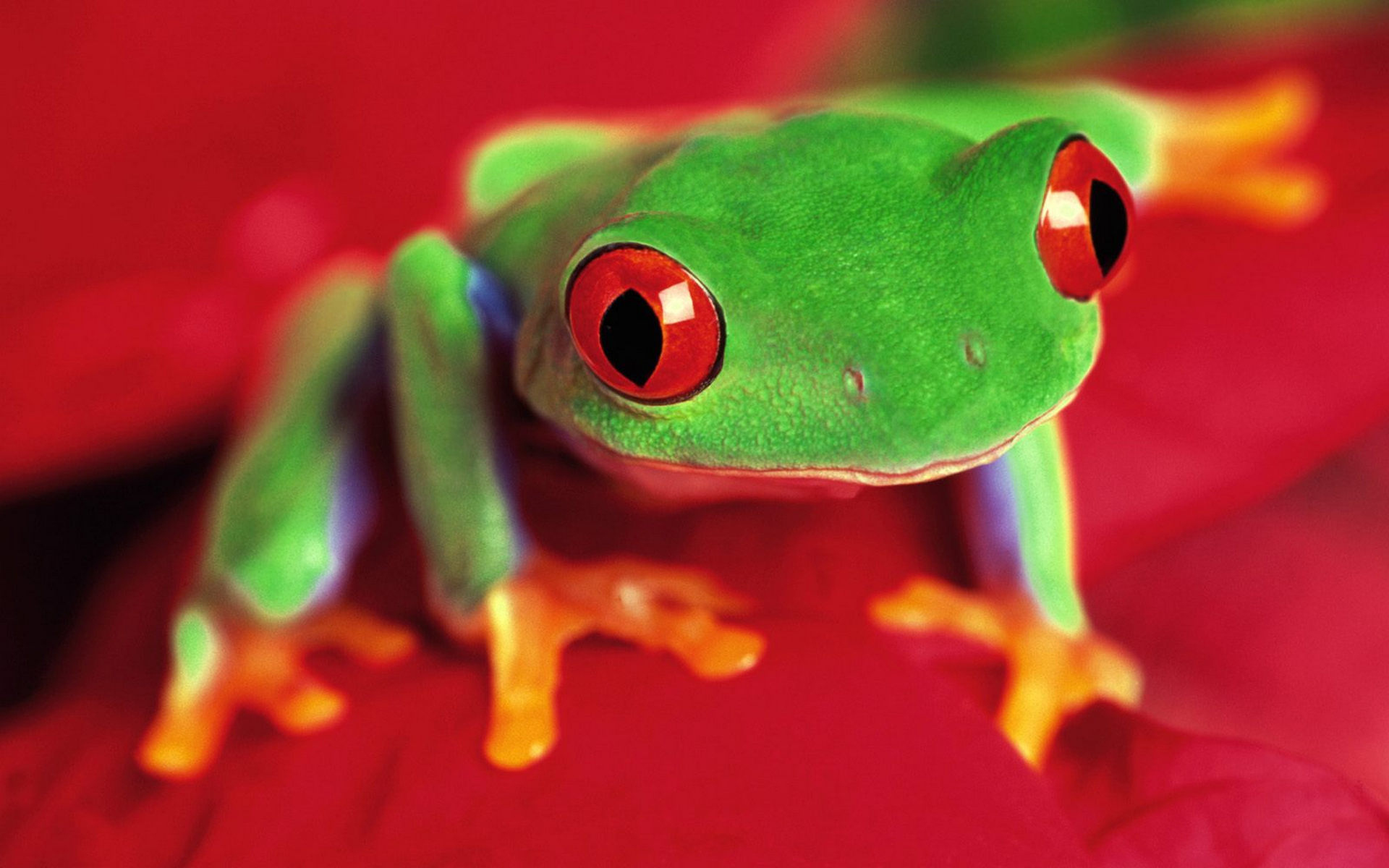 animal, red eyed tree frog, frog