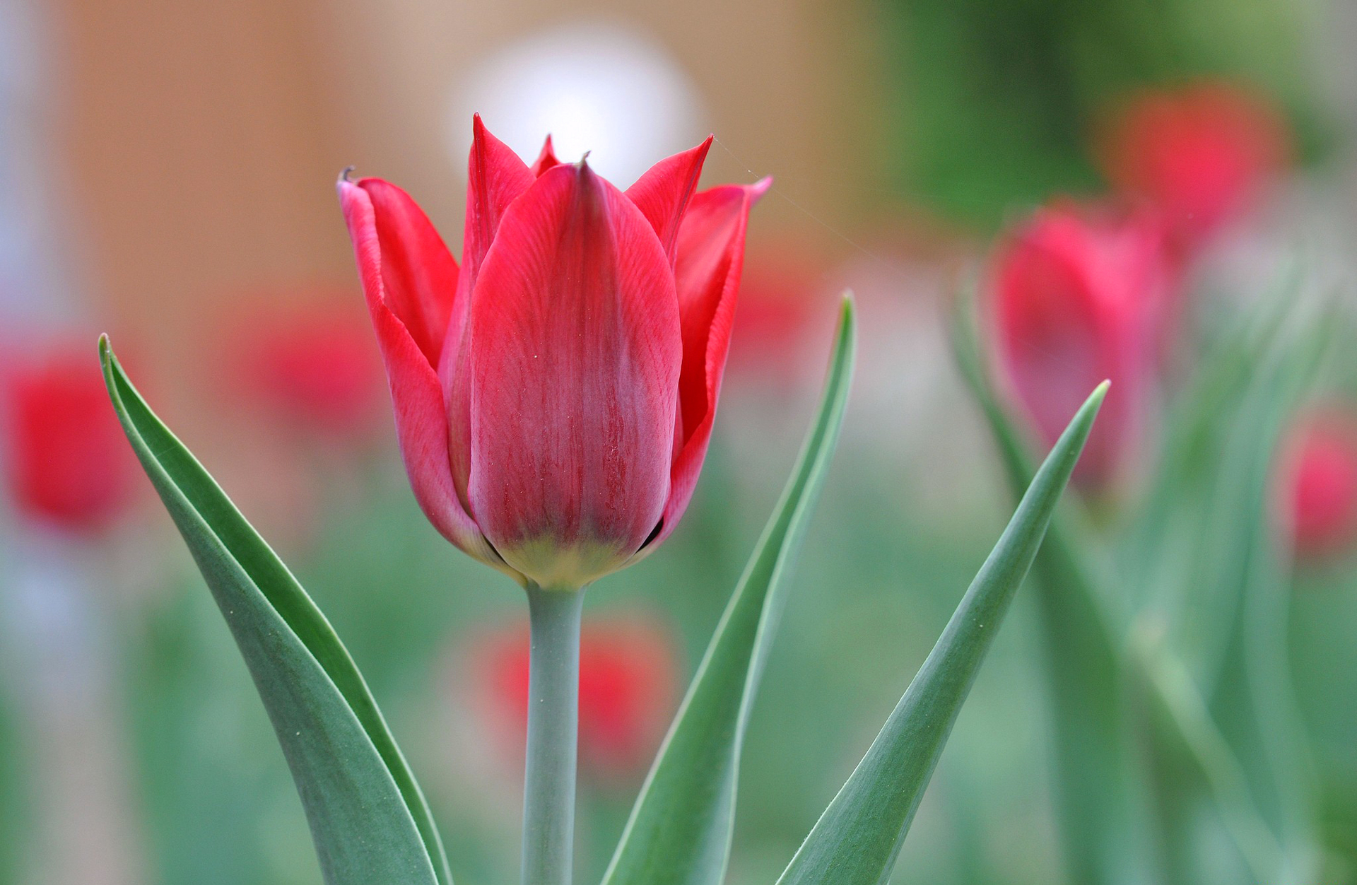Download mobile wallpaper Flowers, Flower, Close Up, Earth, Tulip, Red Flower for free.