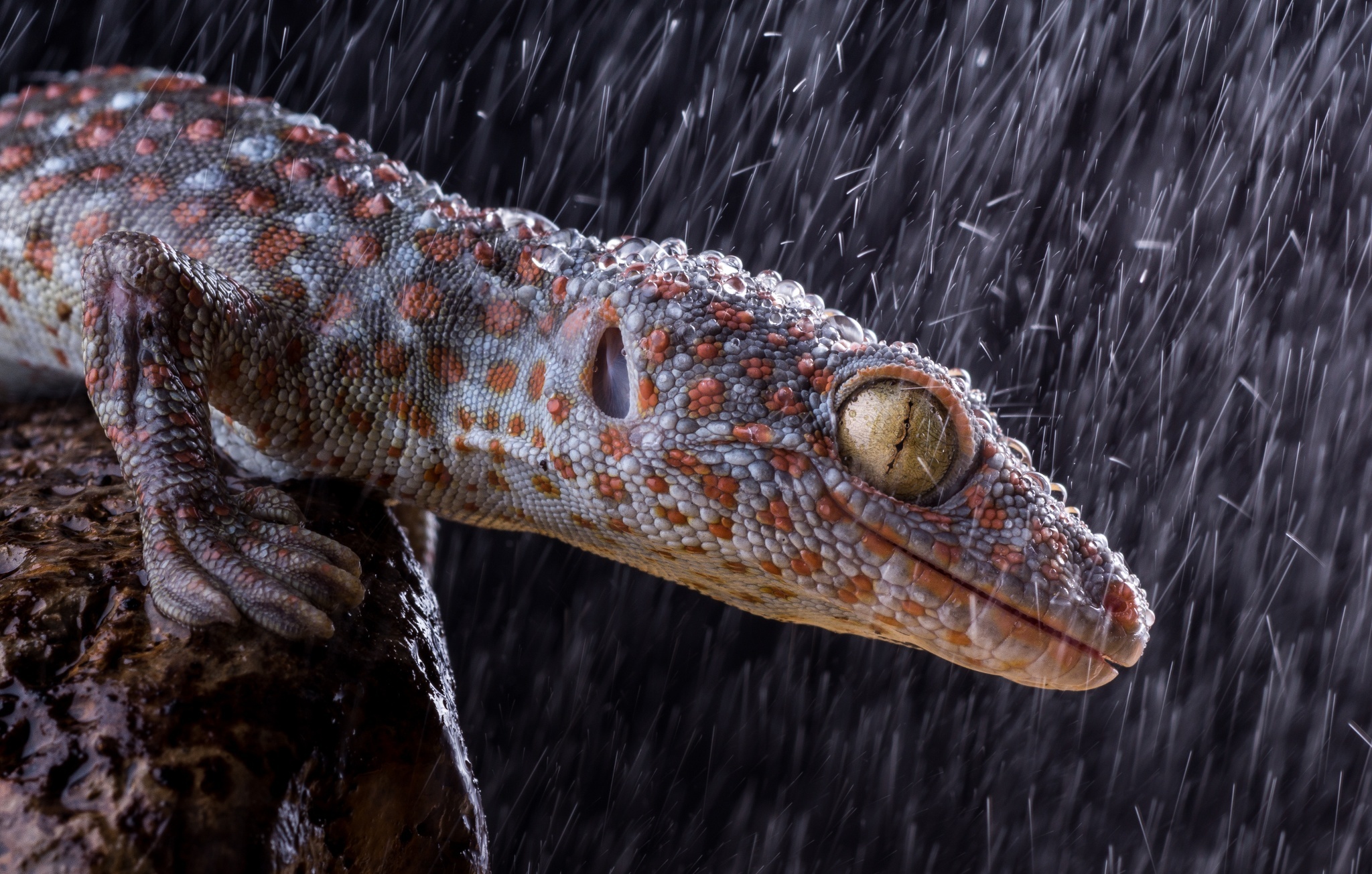 Free download wallpaper Animal, Reptiles, Tokay Gecko on your PC desktop