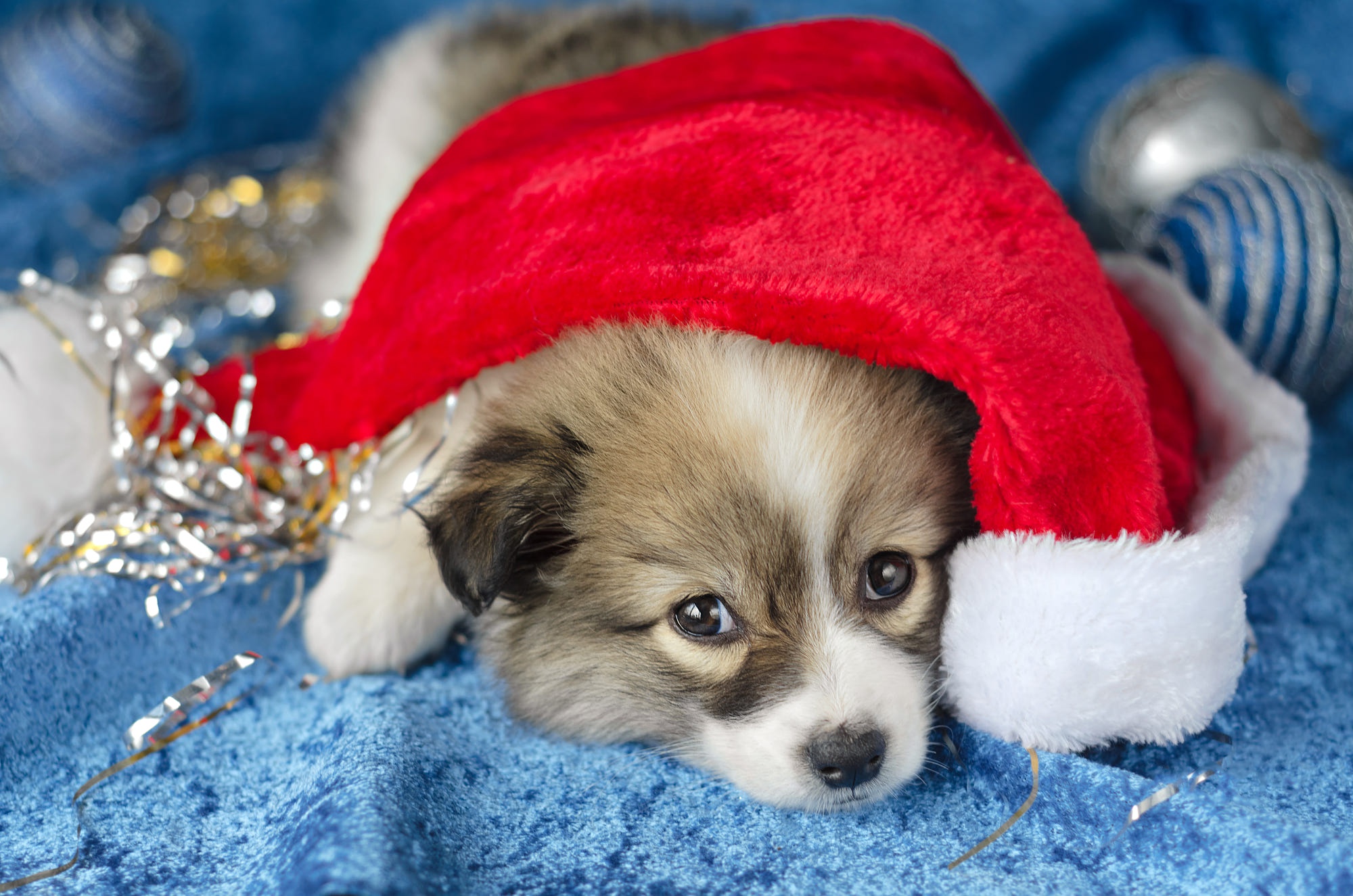 Baixe gratuitamente a imagem Animais, Cães, Cão, Animal Bebê, Filhote, Gorro Do Papai Noel na área de trabalho do seu PC