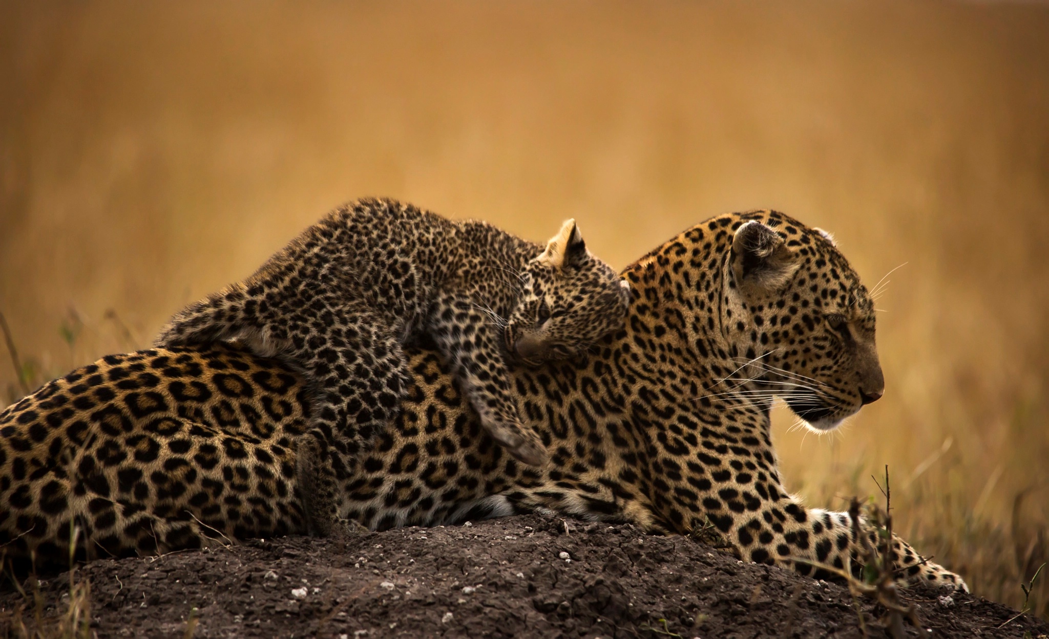 Descarga gratuita de fondo de pantalla para móvil de Animales, Gatos, Leopardo, Cachorro, Bebe Animal.