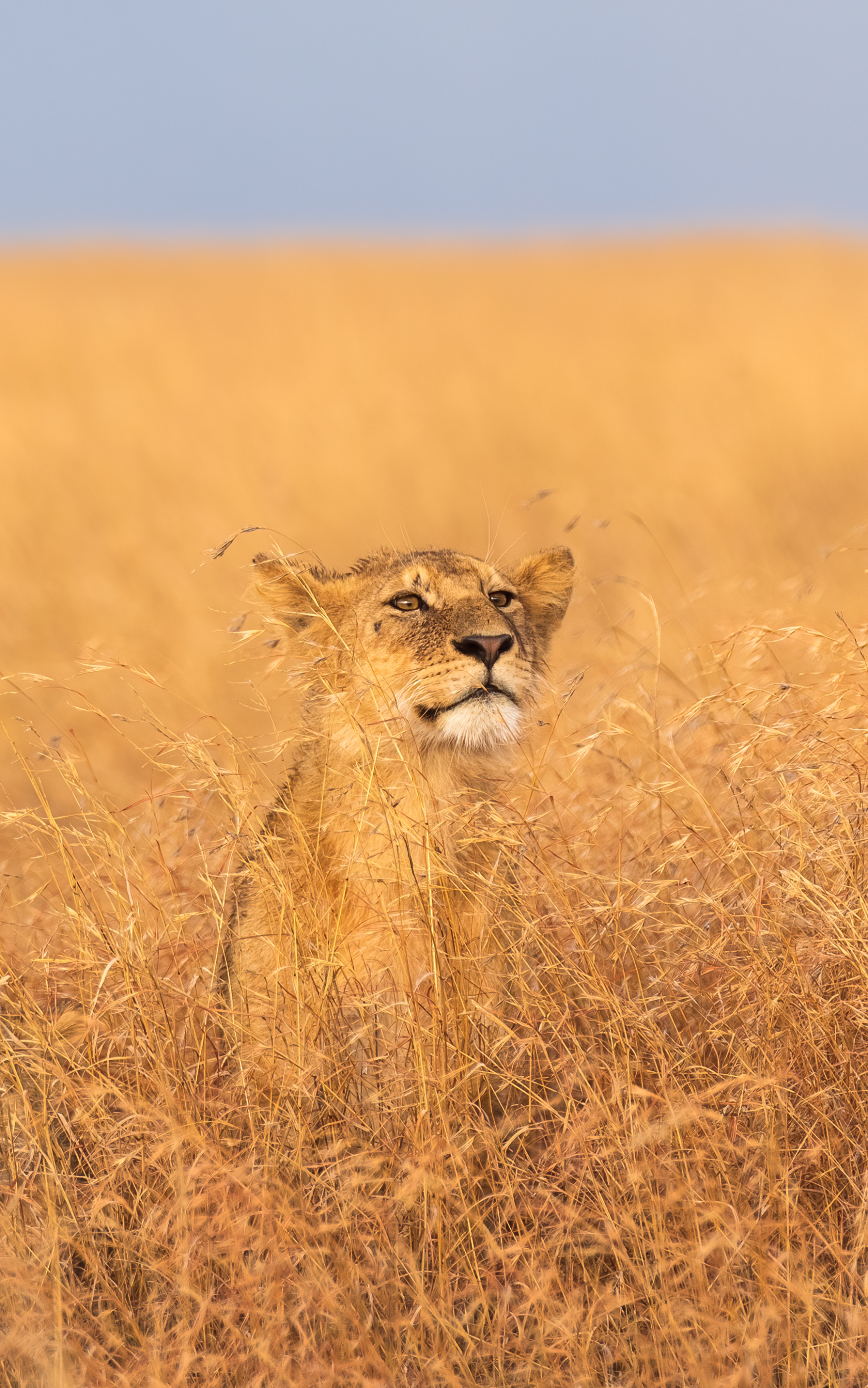 Handy-Wallpaper Tiere, Katzen, Löwe, Afrika, Tansania, Serengeti Nationalpark kostenlos herunterladen.