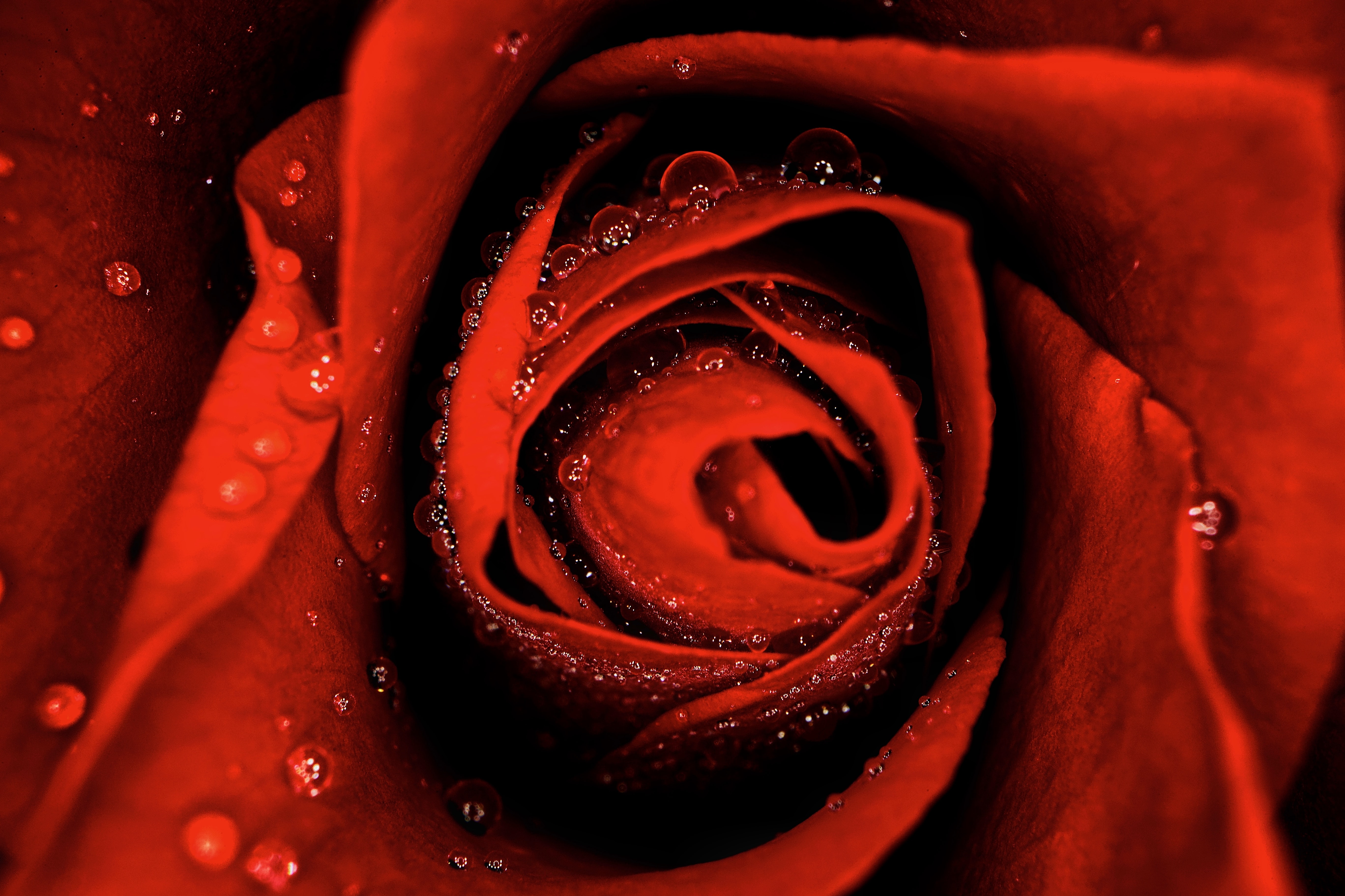 Téléchargez gratuitement l'image Mouiller, Drops, Macro, Mouillé, Fleurs, Une Rose, Rose sur le bureau de votre PC
