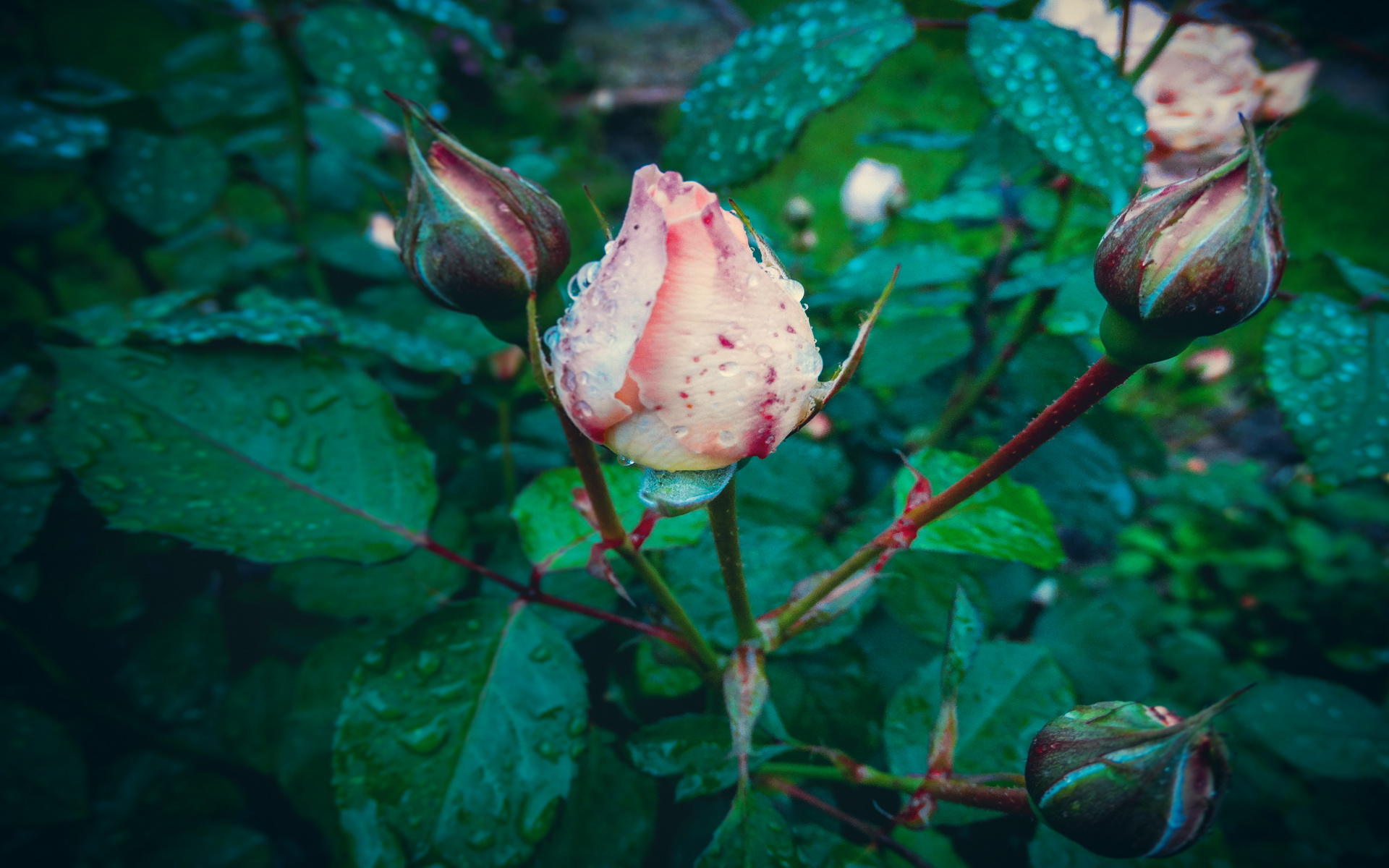 Laden Sie das Blumen, Rose, Erde/natur-Bild kostenlos auf Ihren PC-Desktop herunter