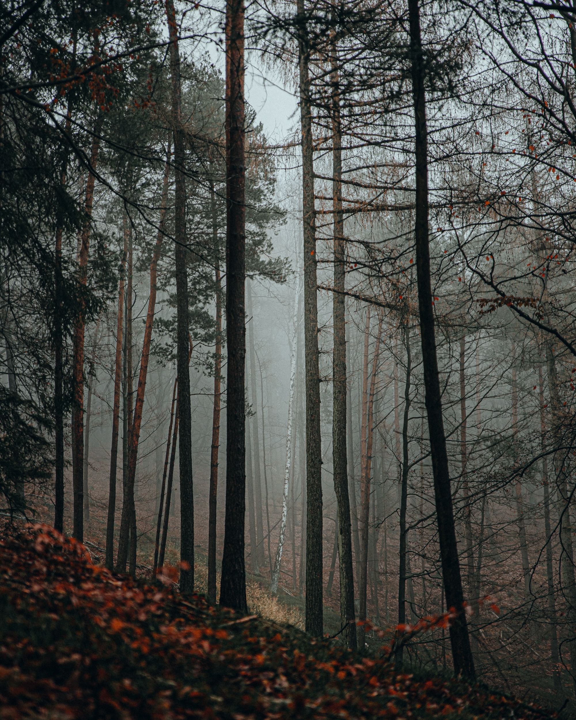 Download mobile wallpaper Forest, Trees, Fog, Nature for free.