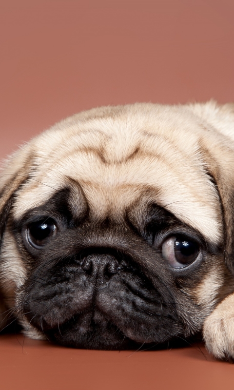 Download mobile wallpaper Dogs, Dog, Animal, Puppy, Sad, Pug for free.