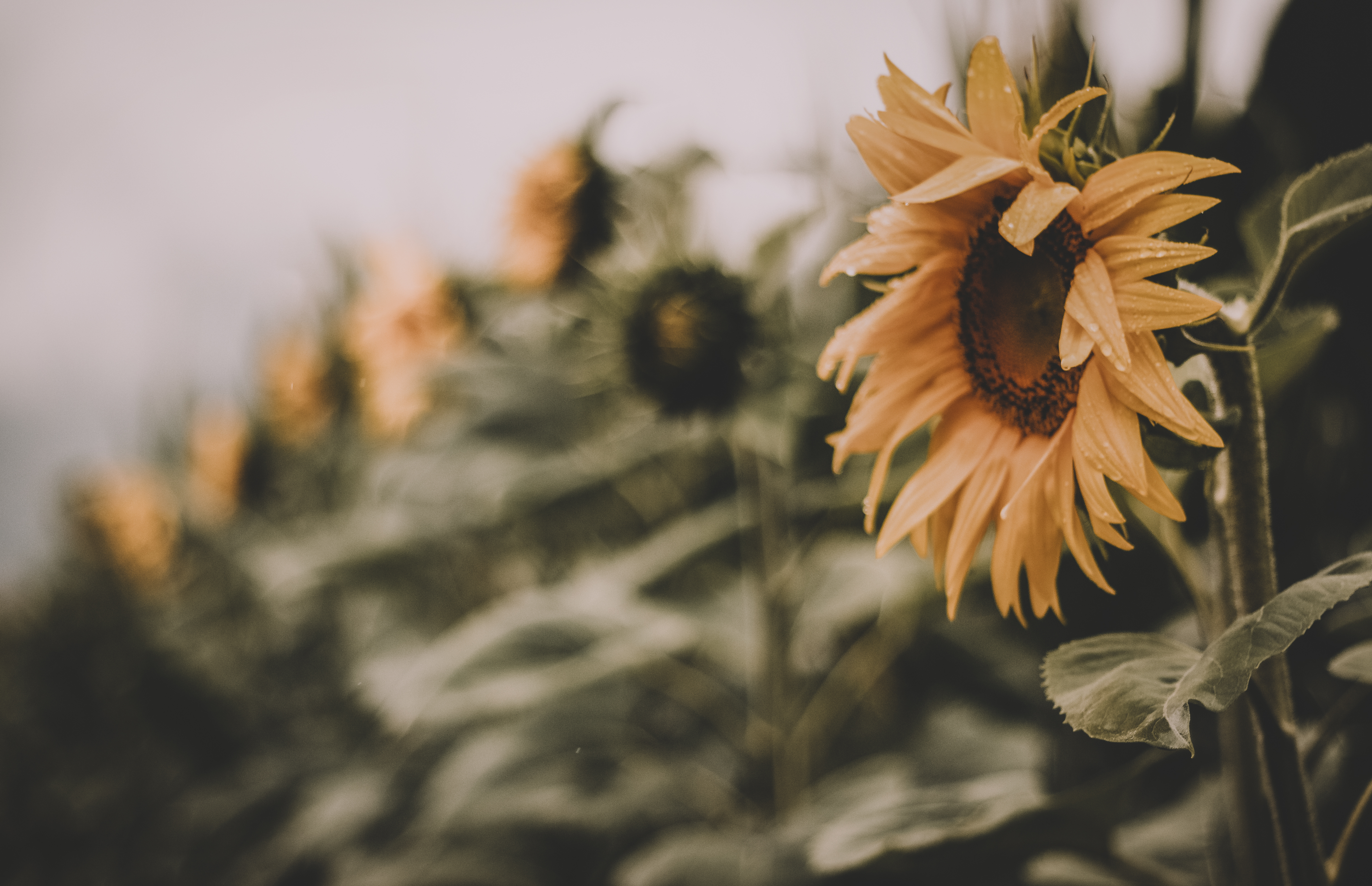 Download mobile wallpaper Nature, Flowers, Summer, Flower, Earth, Sunflower, Yellow Flower, Depth Of Field for free.