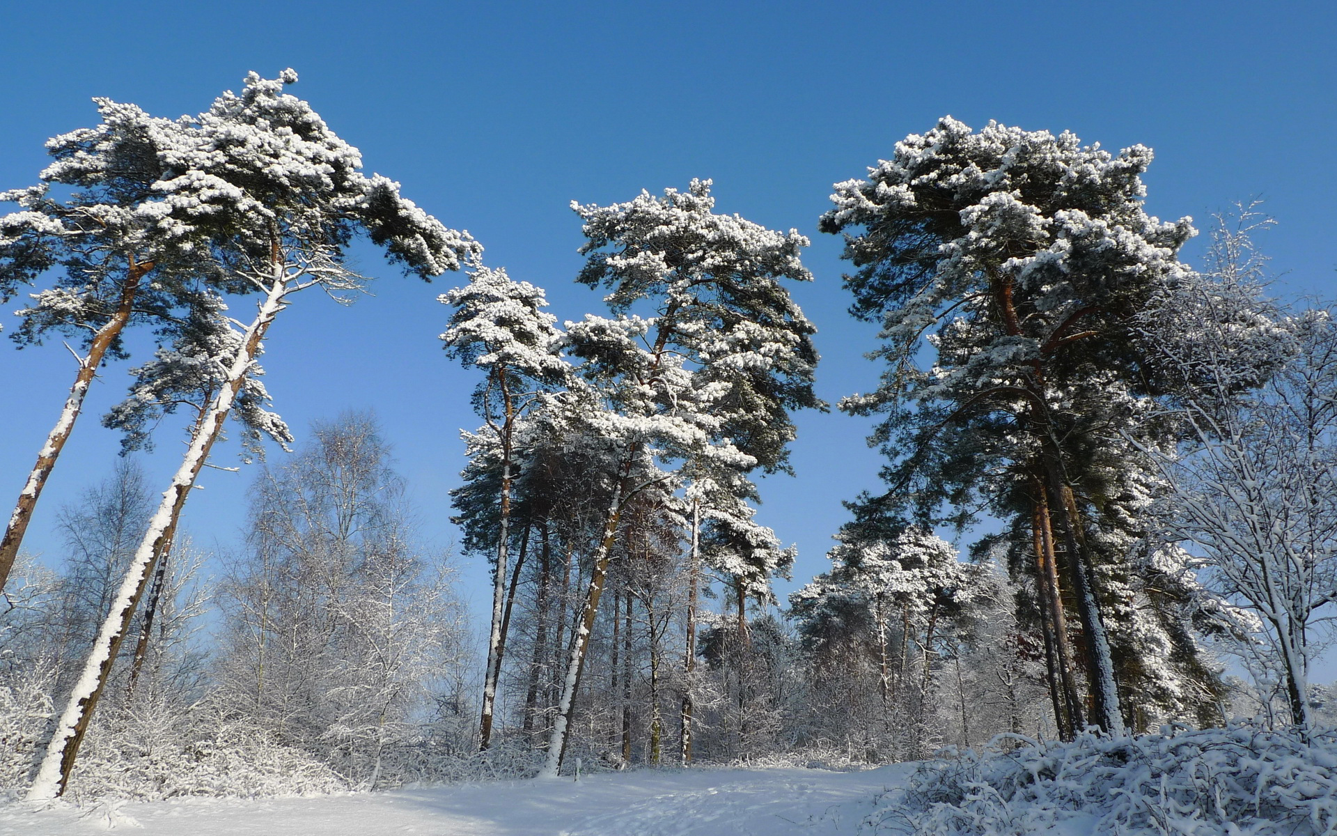 Téléchargez gratuitement l'image Hiver, Terre/nature sur le bureau de votre PC